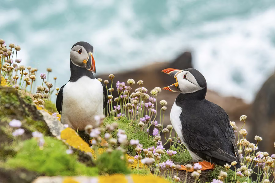 Birds photography