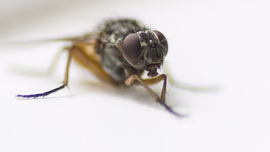 Macro photography
