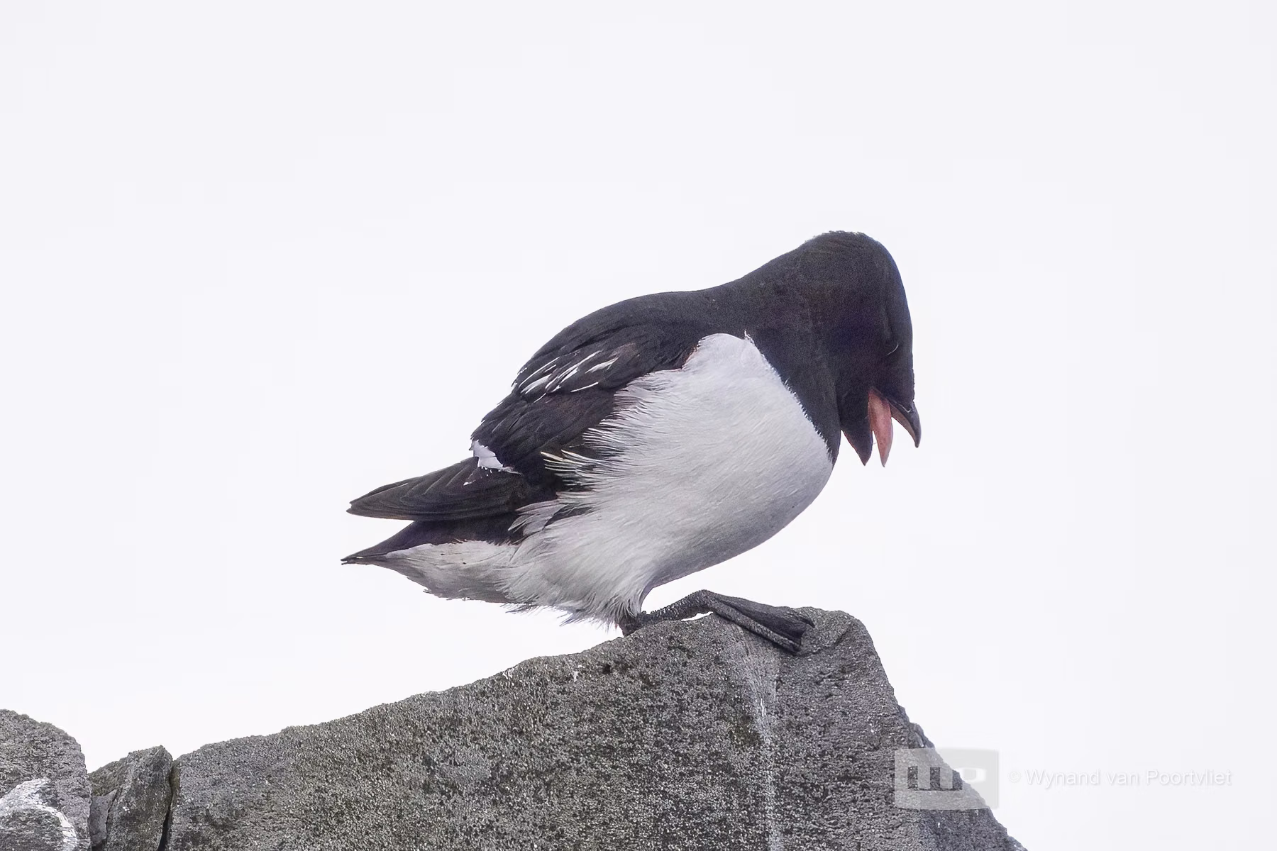 Little Auk - Jan Mayen - Beerenberg Island in Svalbard (2026)