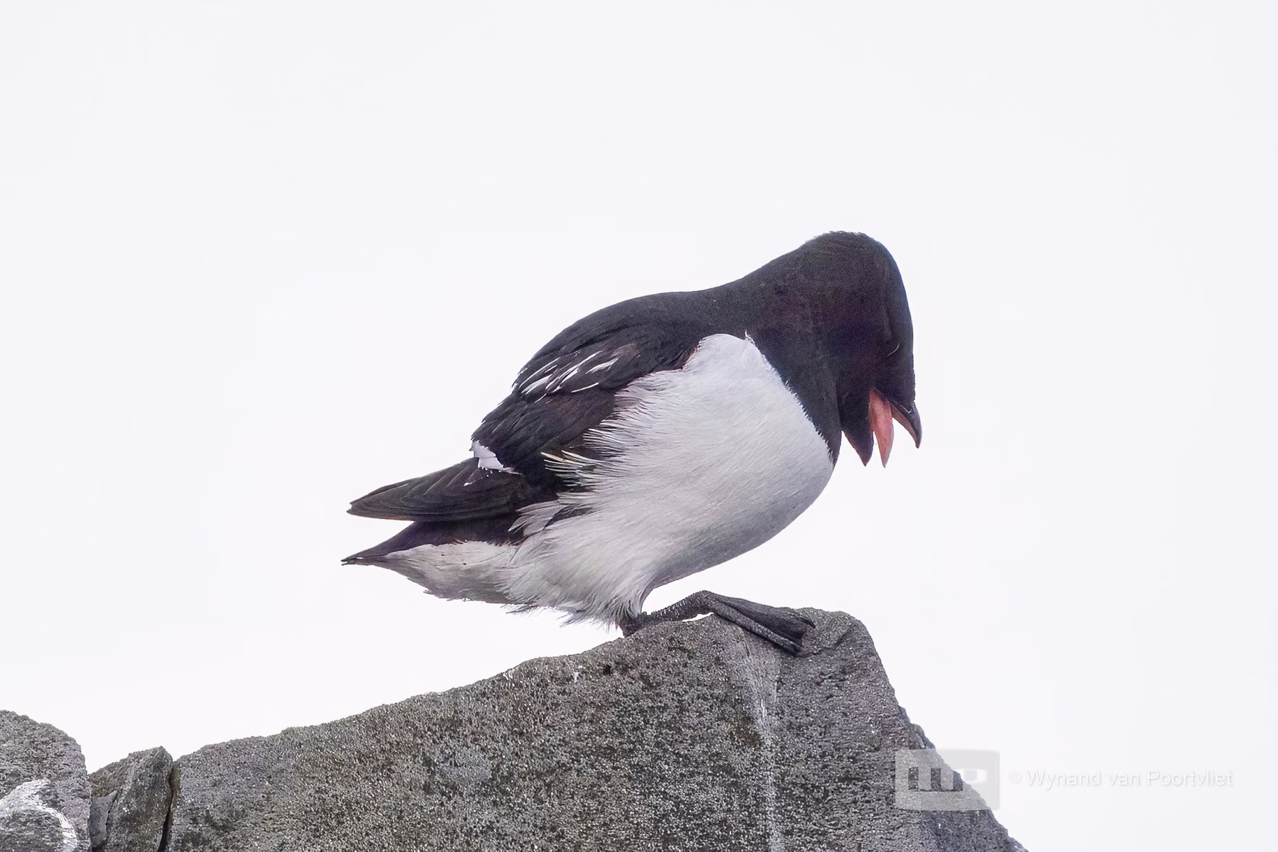 Little Auk - Jan Mayen - Beerenberg Island in Svalbard