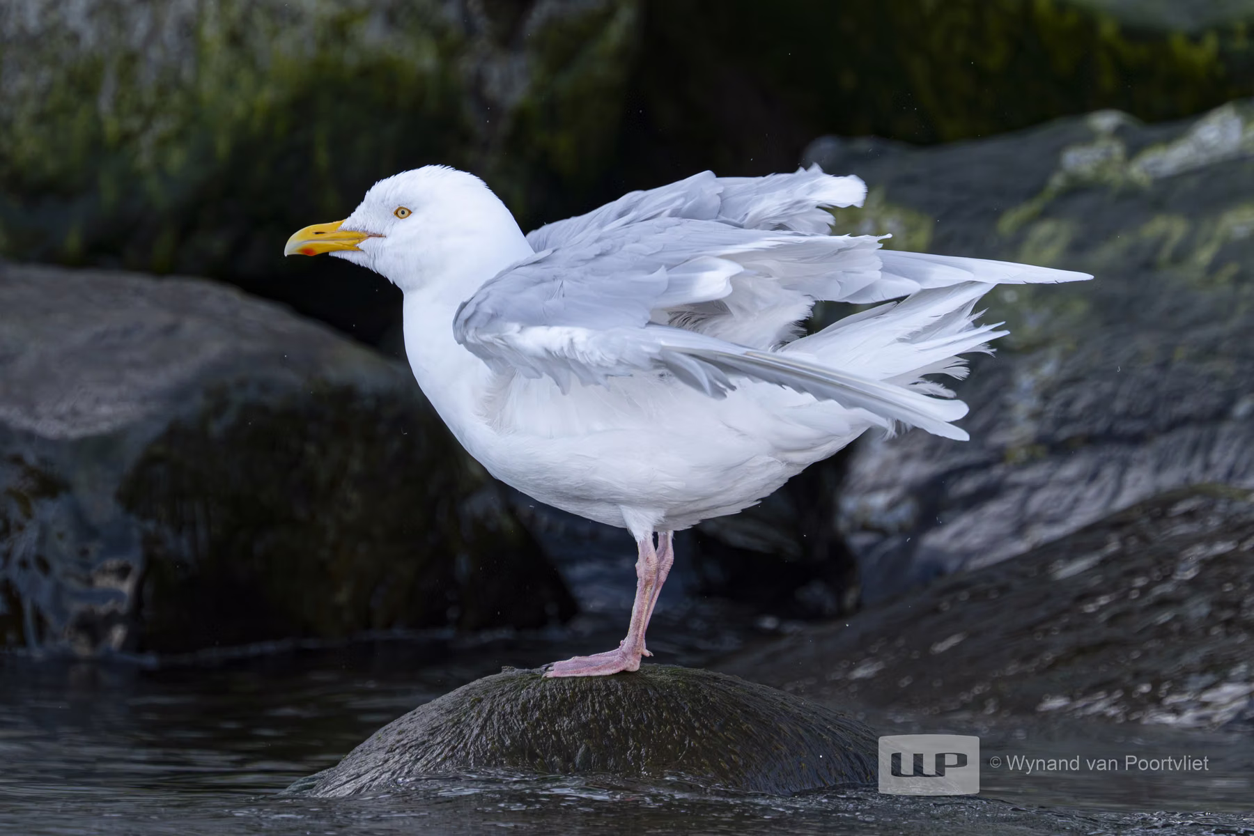 Glaucous Gull - Raudfjorden, Spitsbergen, Svalbard (2026)