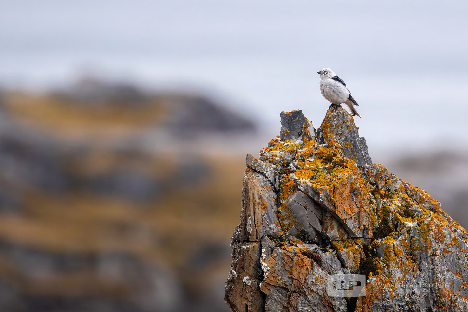Snow Bunting - Alkhornet, Spitsbergen, Svalbard