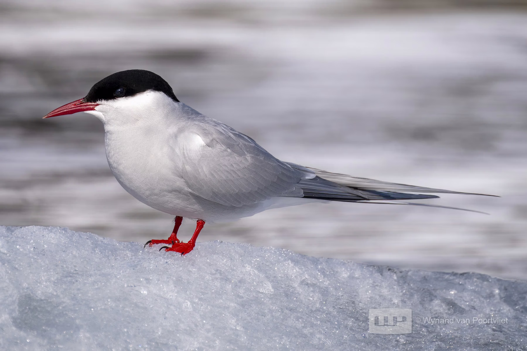 Arctic Tern - Raudfjorden, Spitsbergen, Svalbard (2026)