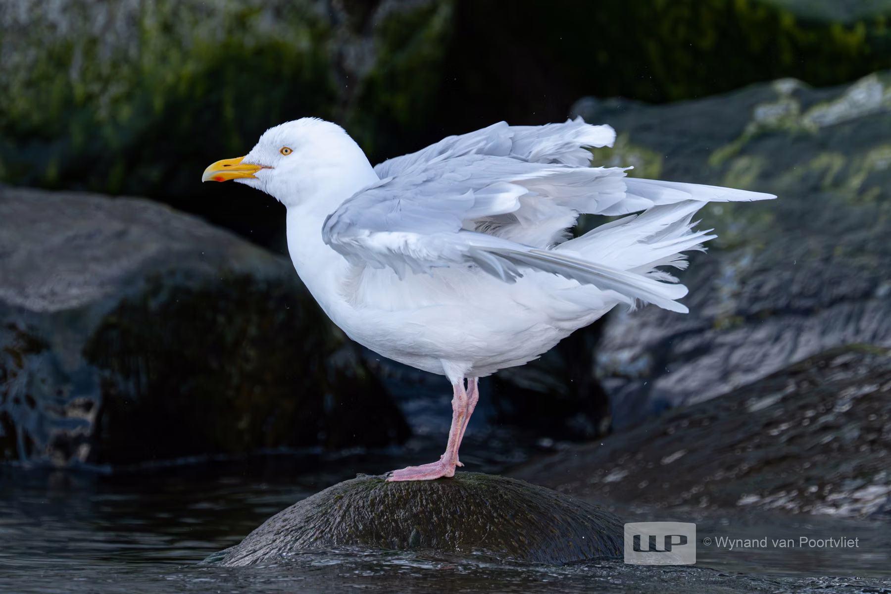 Glaucous Gull - Raudfjorden, Spitsbergen, Svalbard