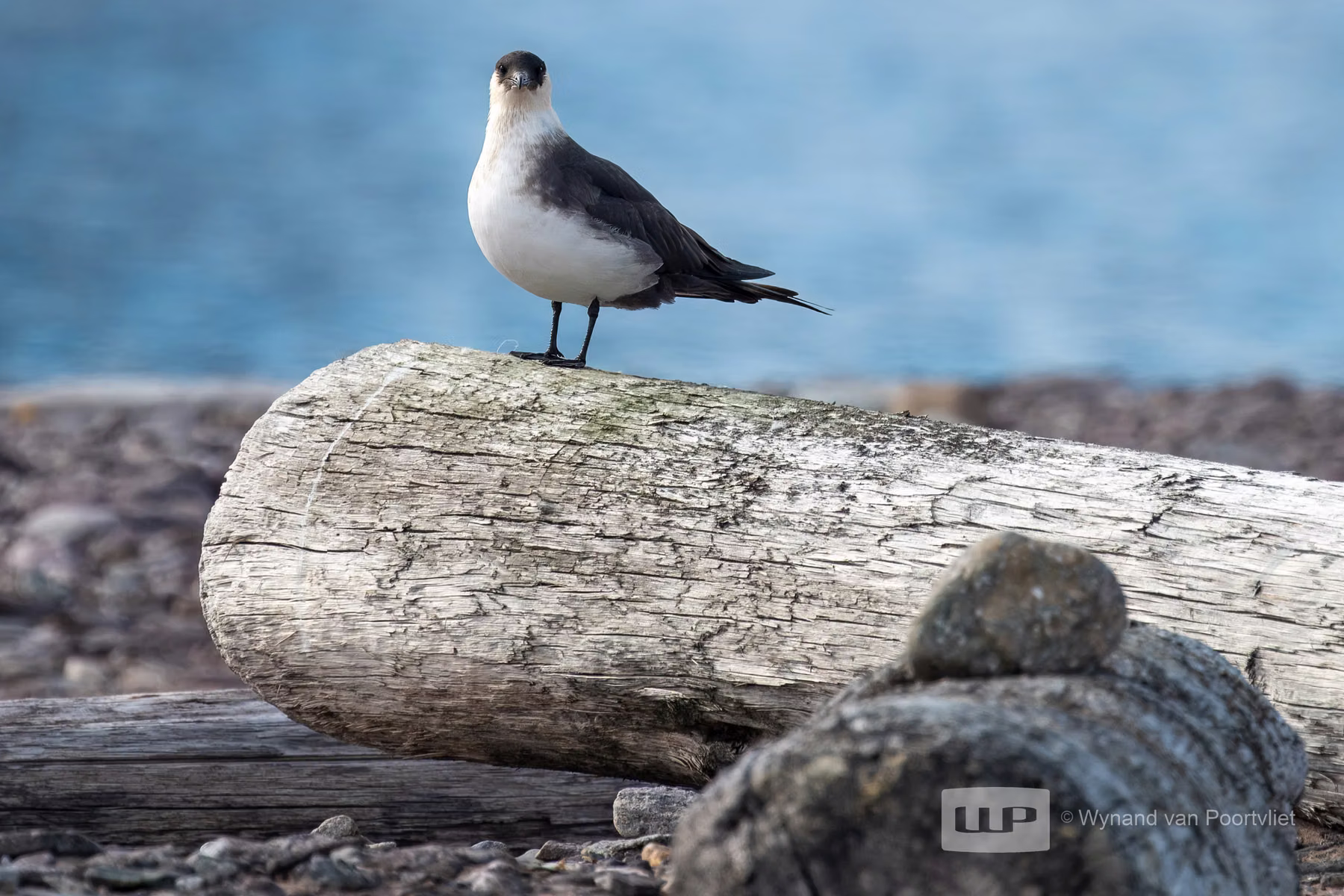 Hamilton Bukta, Spitsbergen, Svalbard