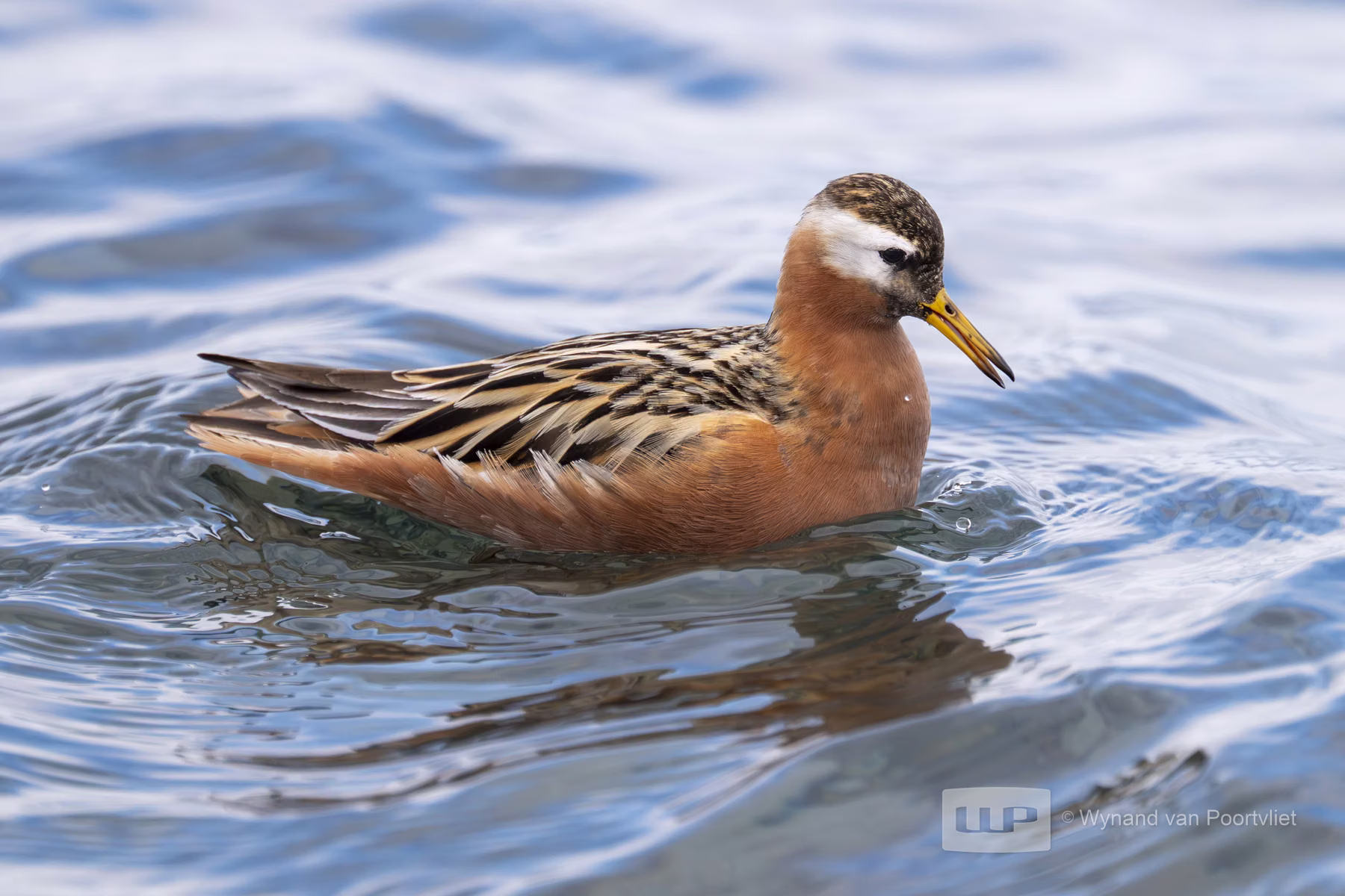Grey Phalarope Bjorndalle -  Longyearbyen, Spitsbergen, Svalbard (2026)