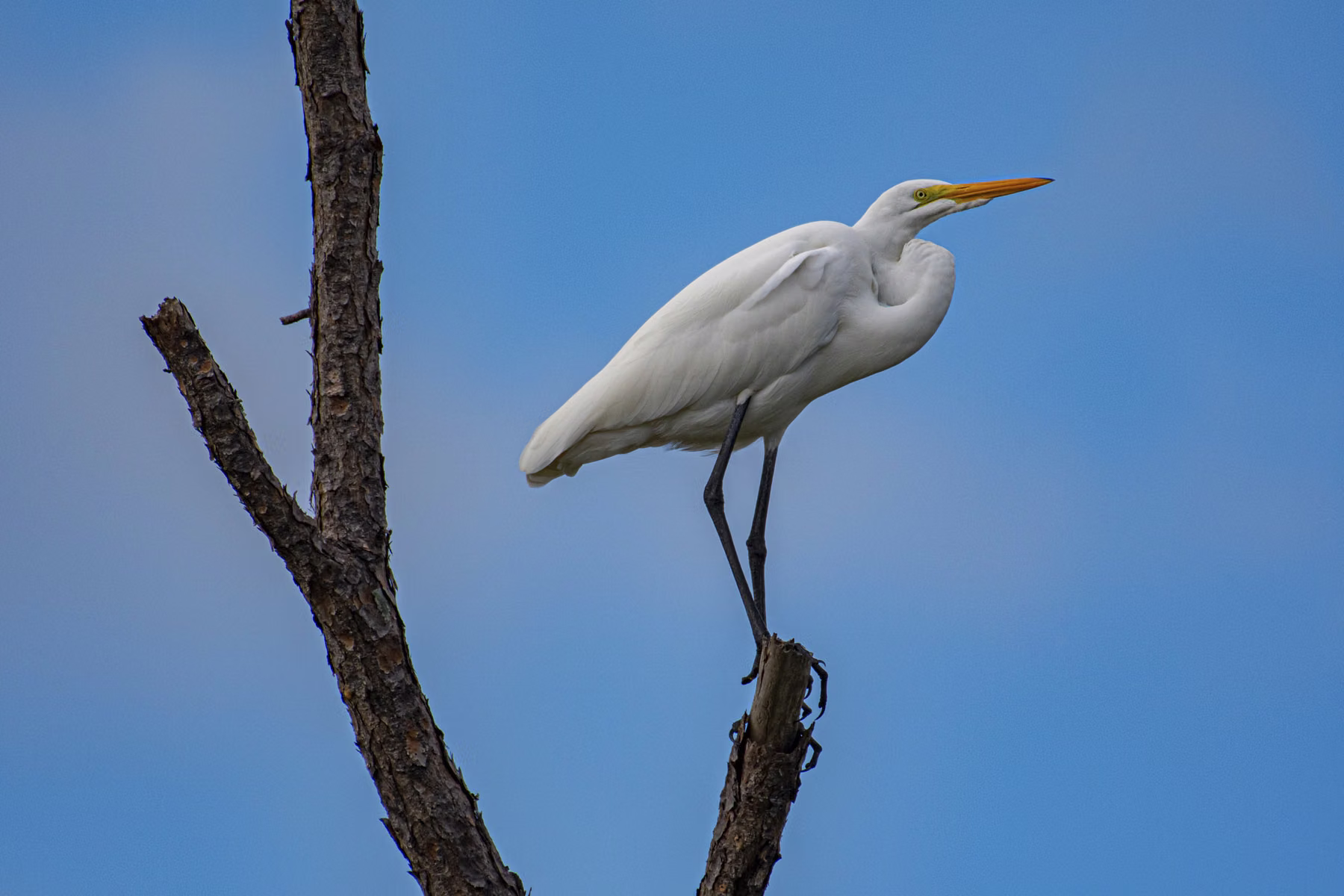 Honeymoon Island State park - Florida - USA (2019)