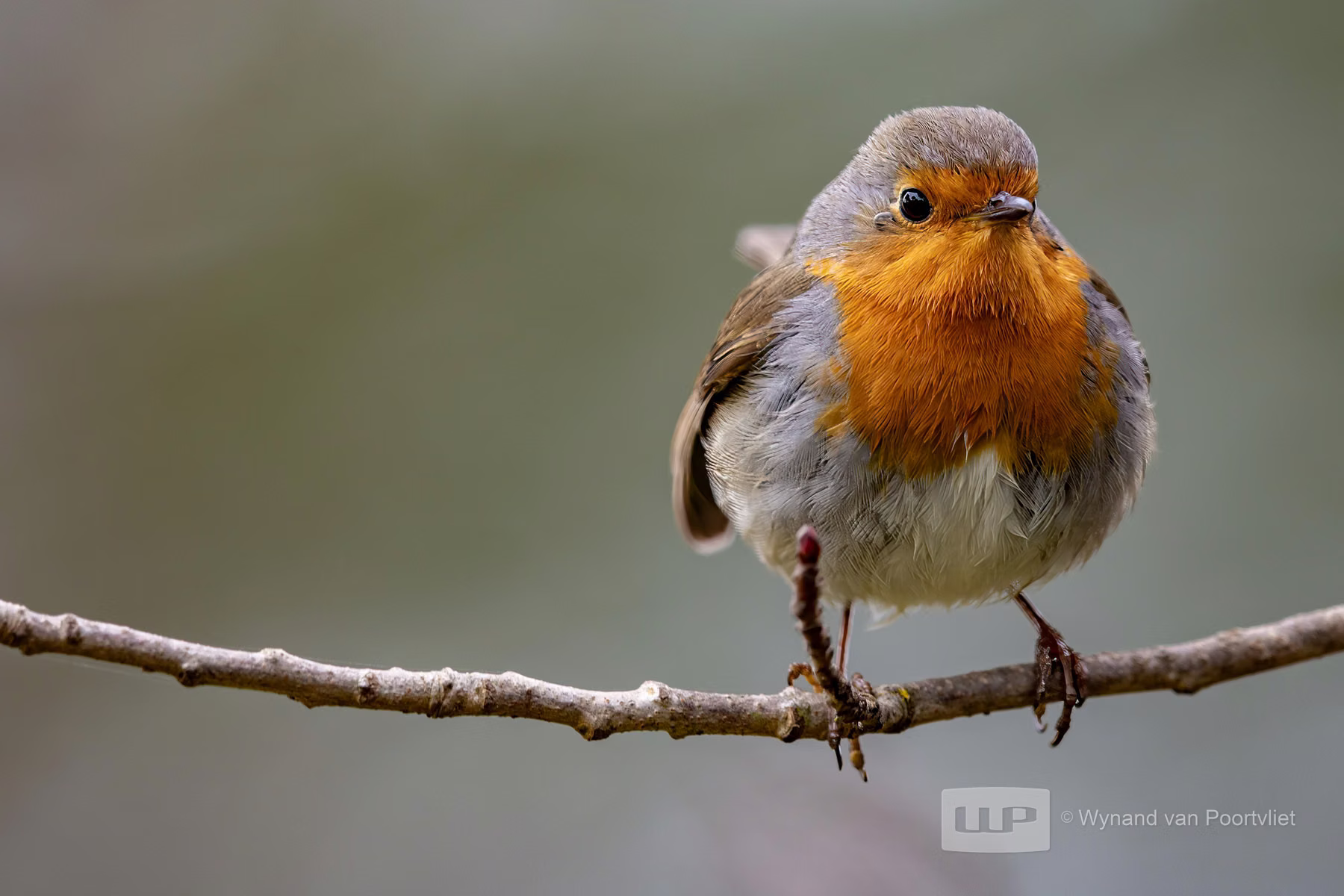 Robin - Andújar - Spain