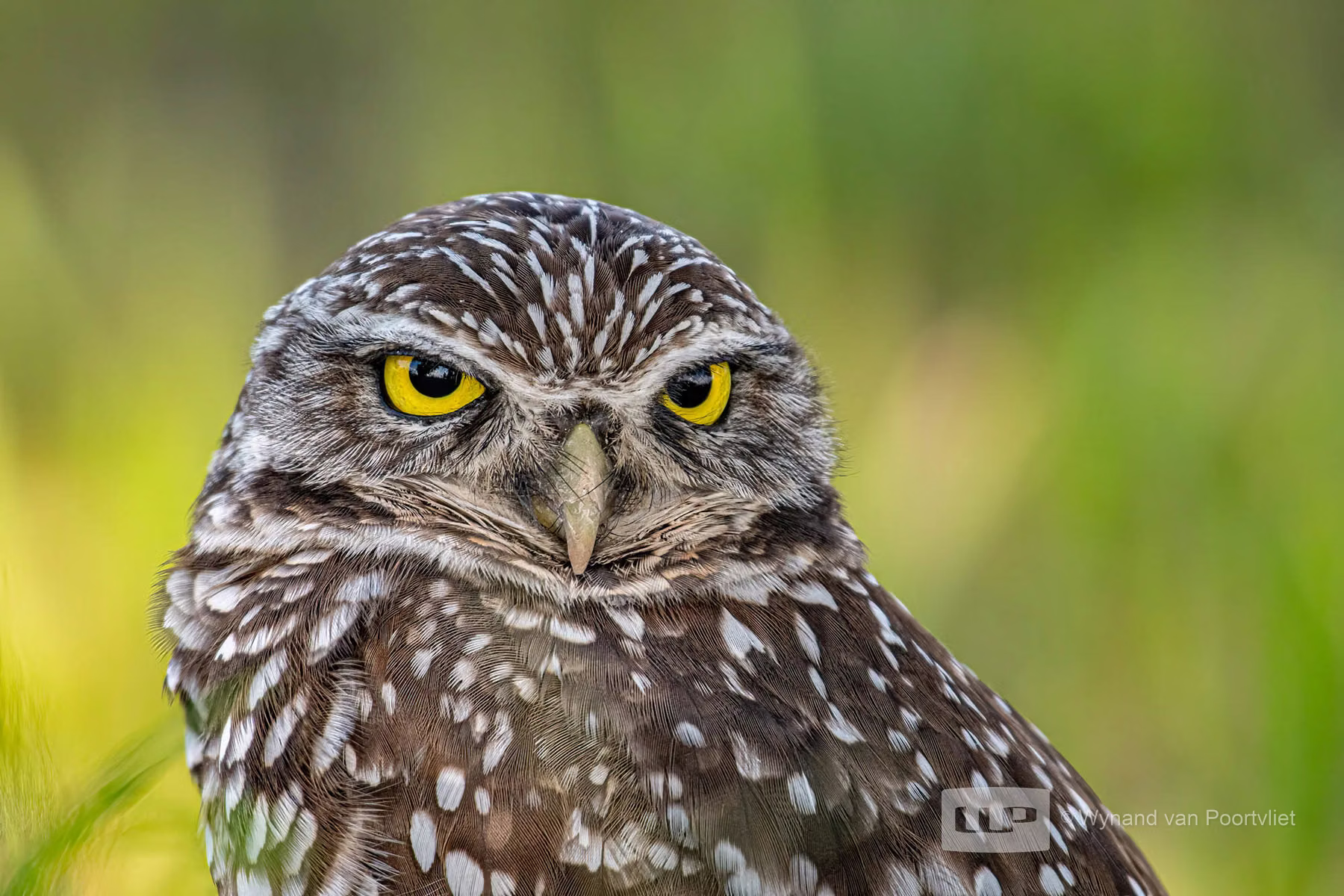 Burrowing owl