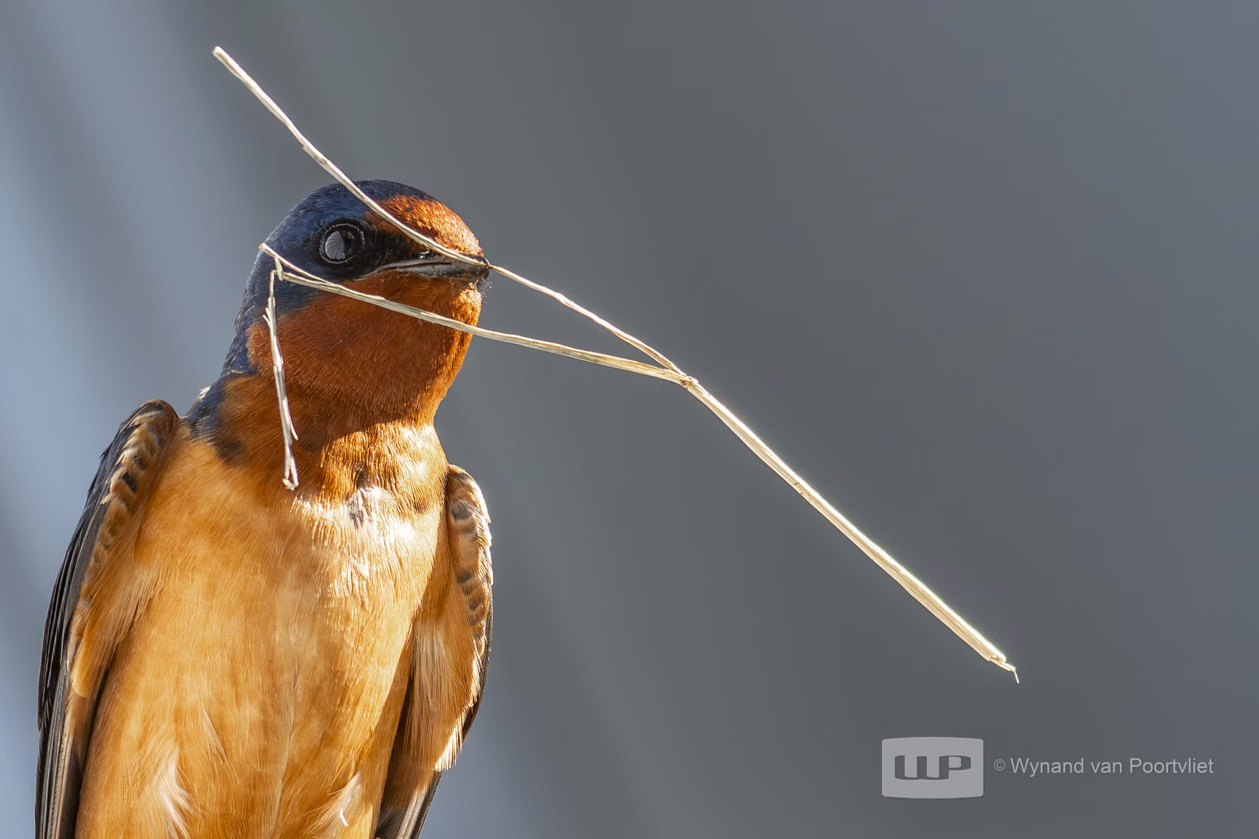 Barn Swallow - Mt Rainier National Park - Washington - USA