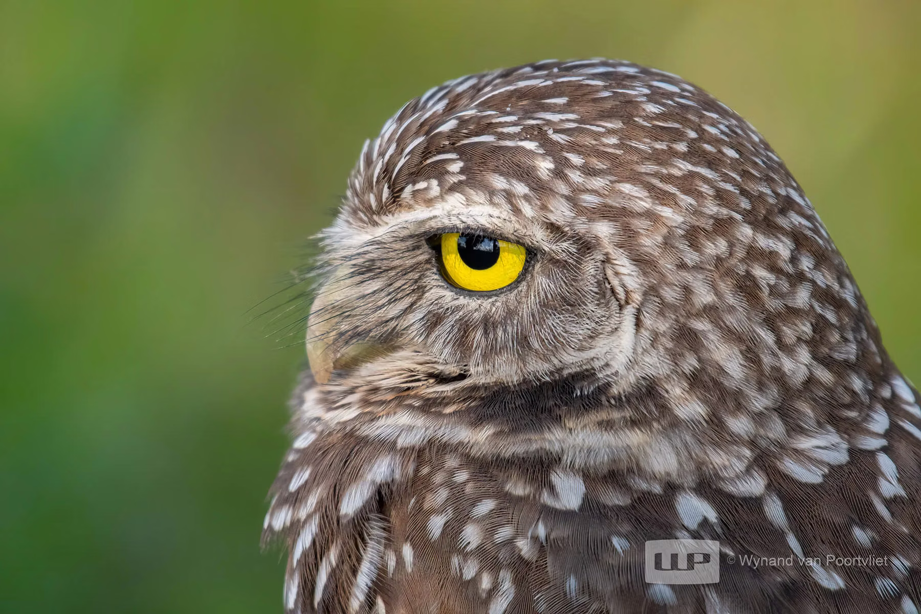 Burrowing owl
