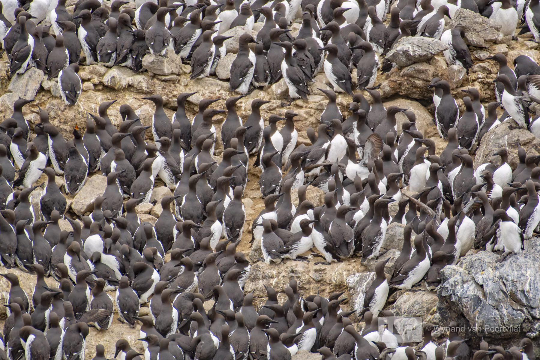 Common Guillemot - Newport - Oregon - USA (2019)