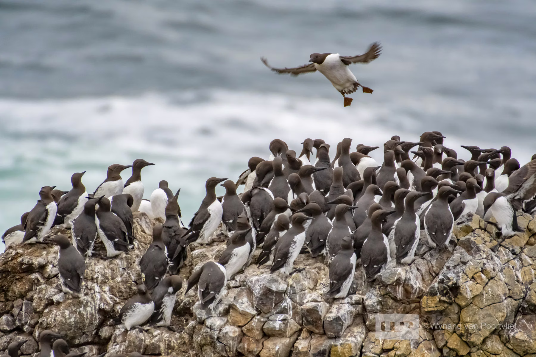 Common Guillemot - Newport - Oregon - USA (2019)