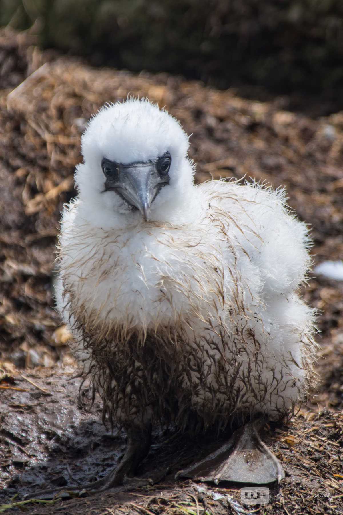 Juvenile Gannet - Saltee Island - Ireland