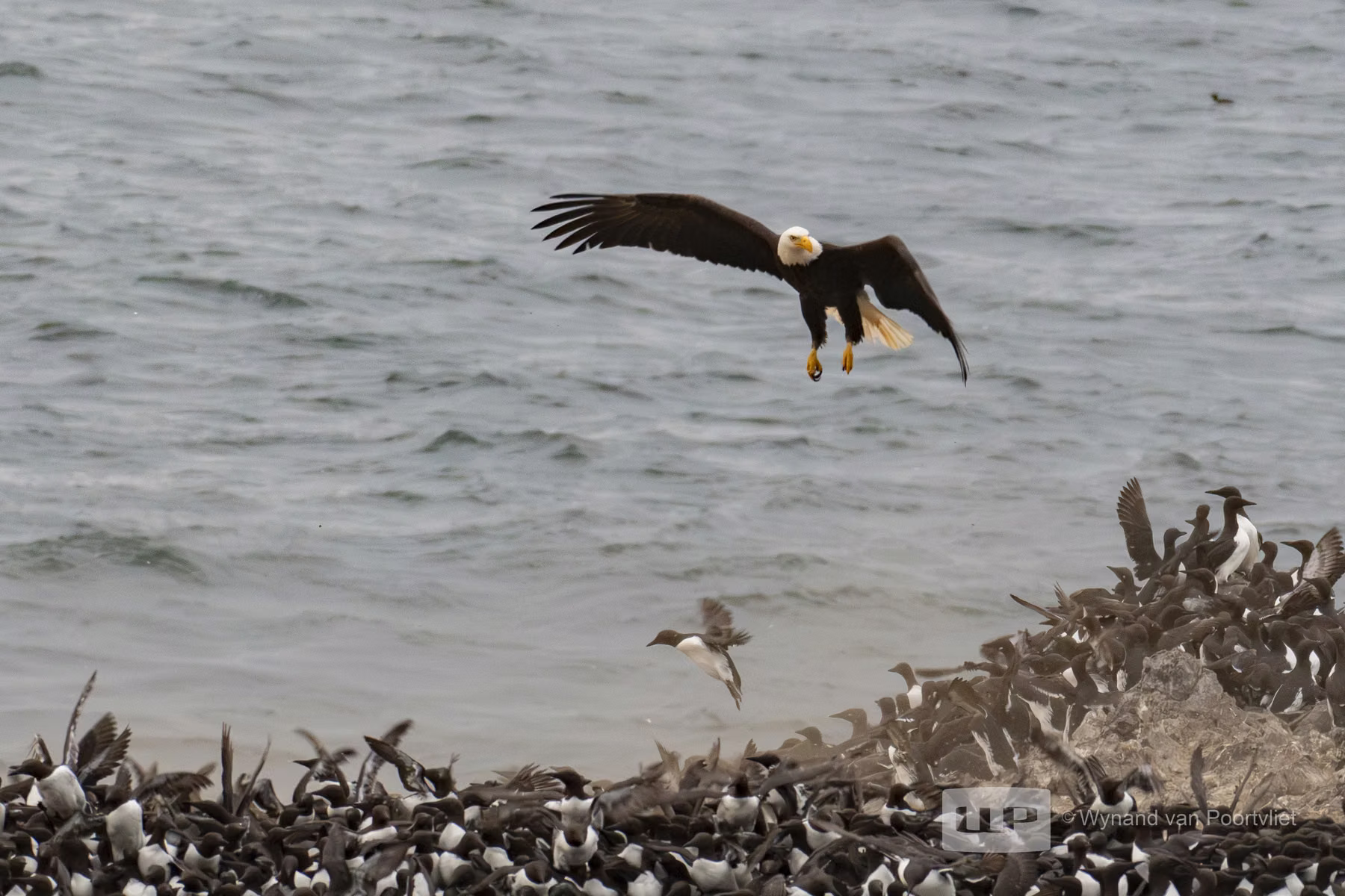 Bald Eagle - Common Guillemot - Newport - Oregon - USA (2019)