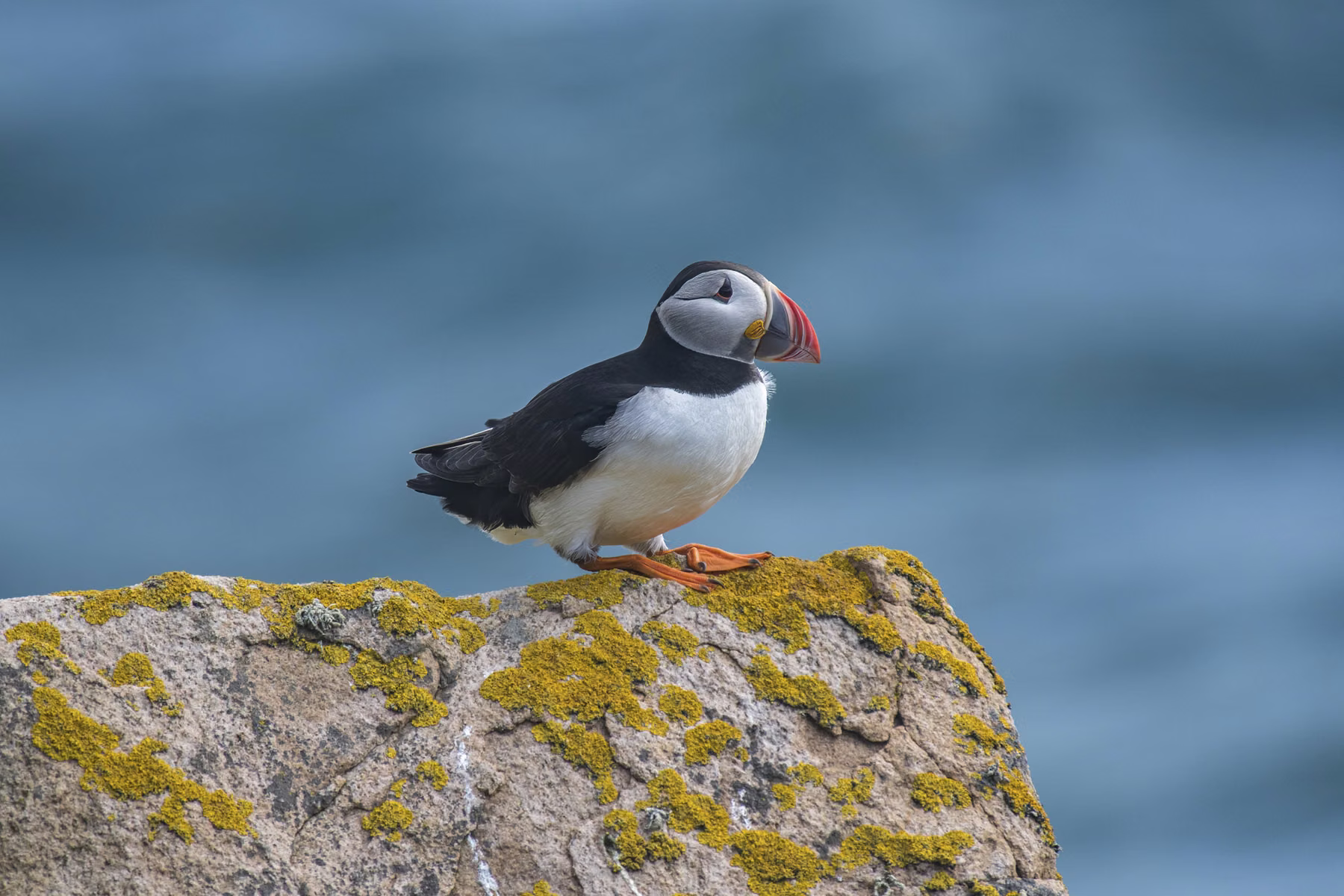 Saltee Island - Ireland (2017)