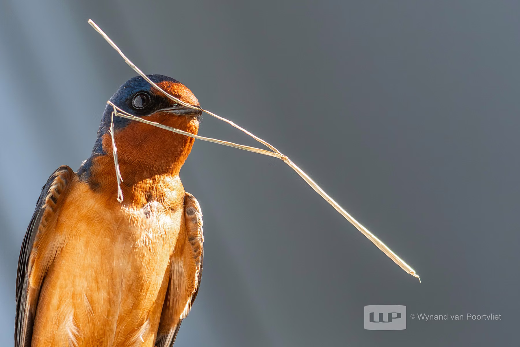 Barn Swallow - Mt Rainier National Park - Washington - USA