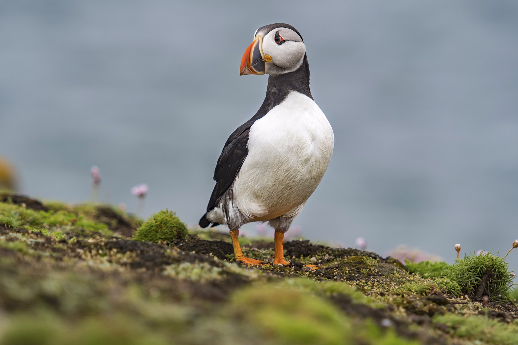 Saltee Island - Ireland (2017)