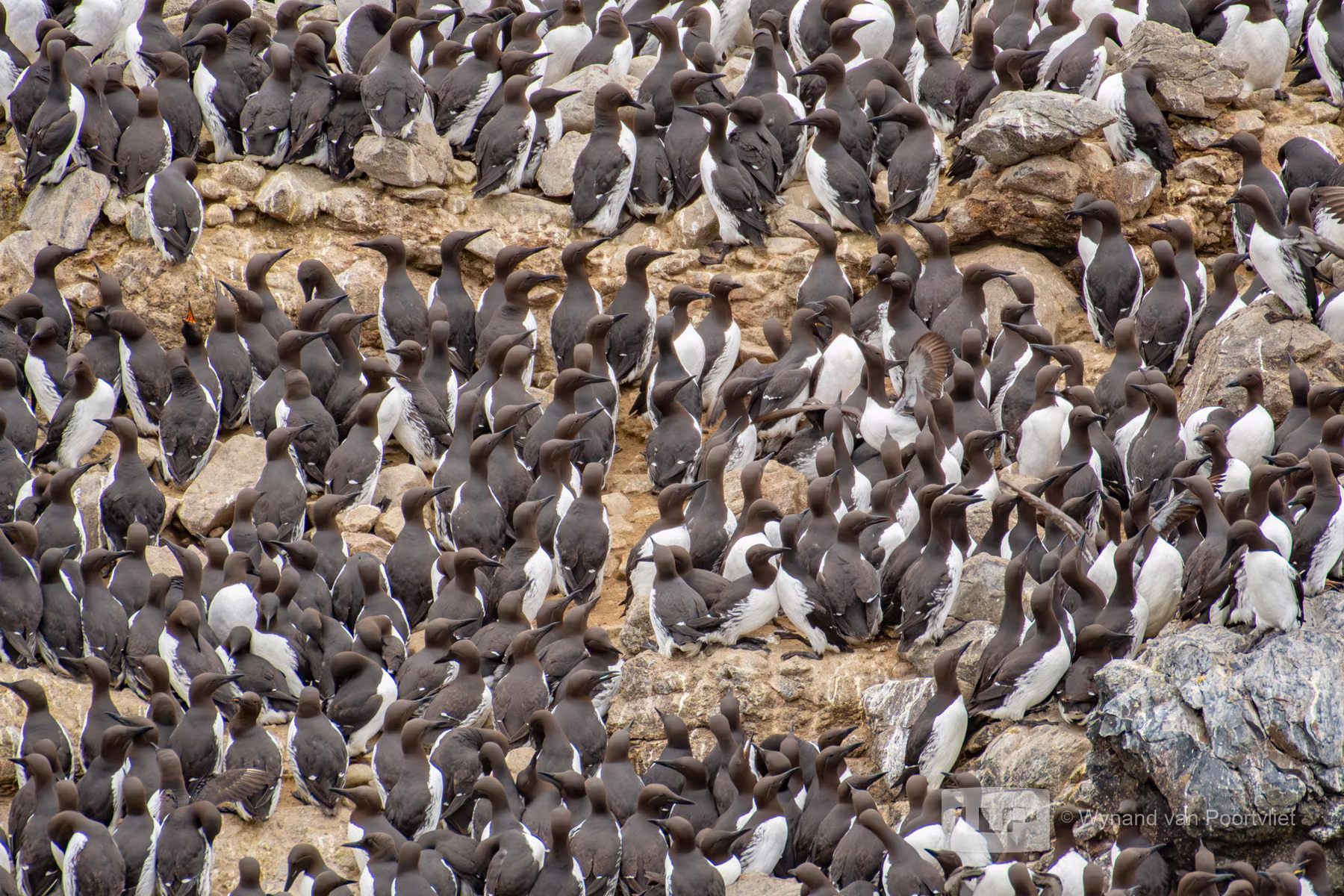 Common Guillemot - Newport - Oregon - USA