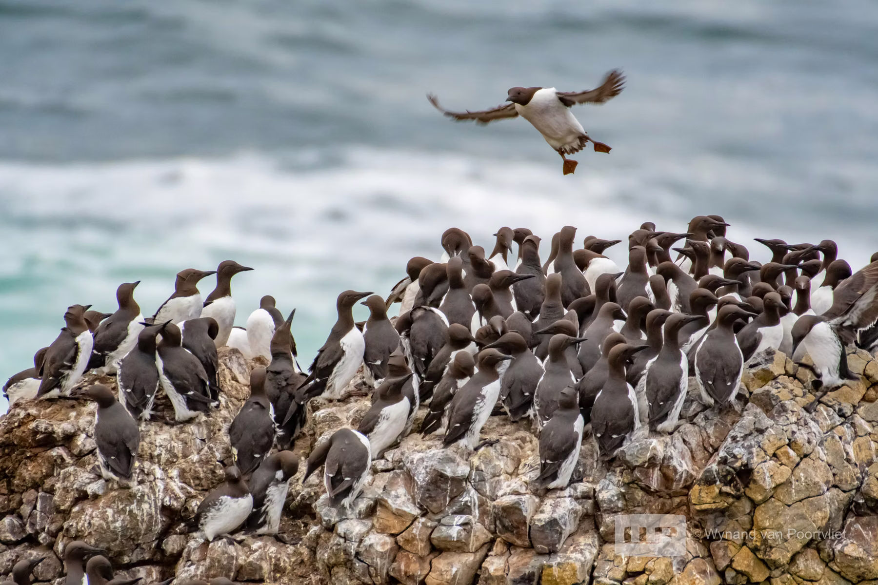 Common Guillemot - Newport - Oregon - USA