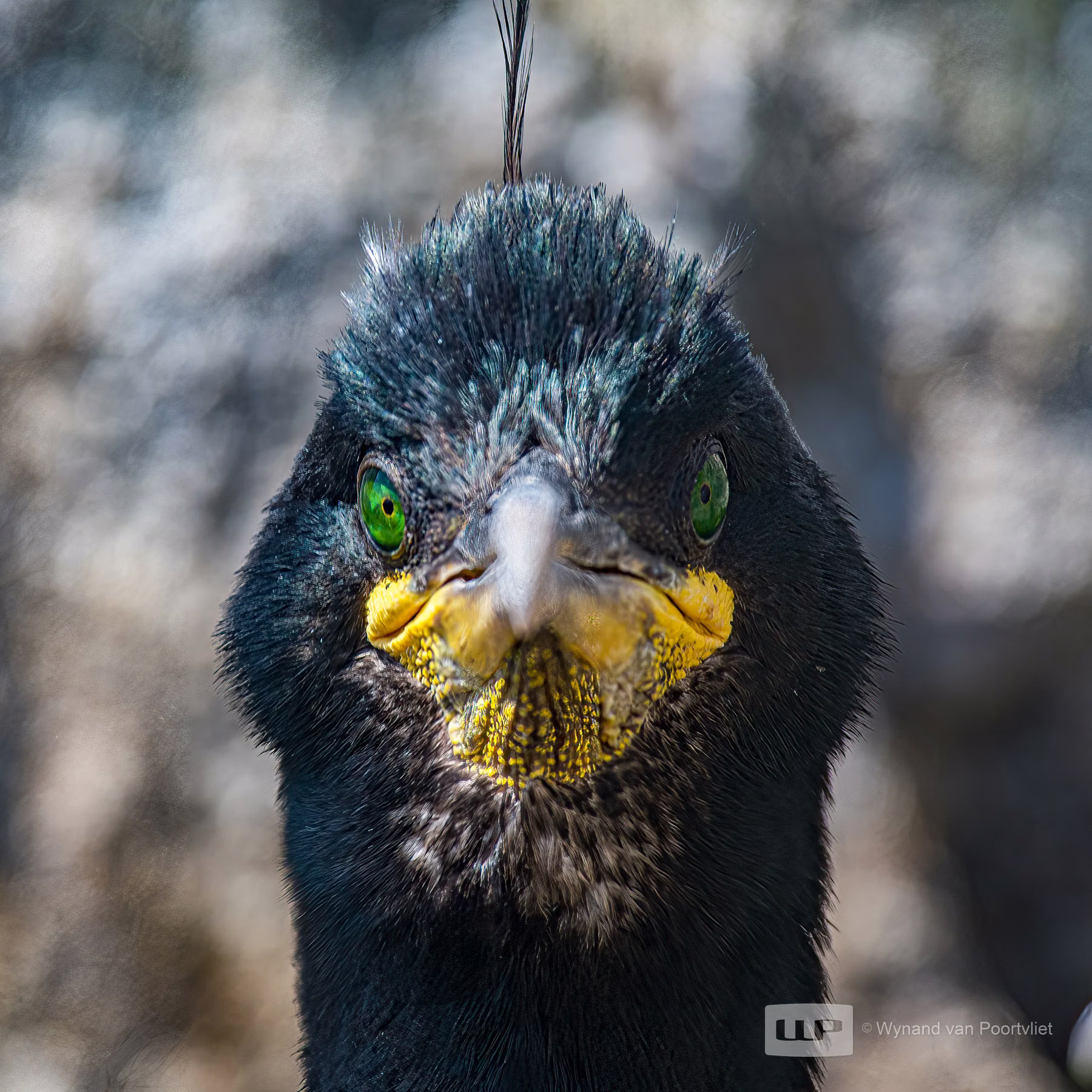 European Shag - Saltee Island - Ireland