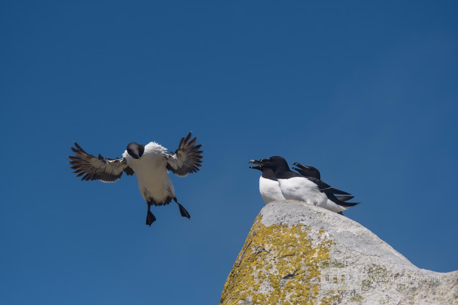 Common Guillemot with Razorbills Audience - Saltee Island - Ireland