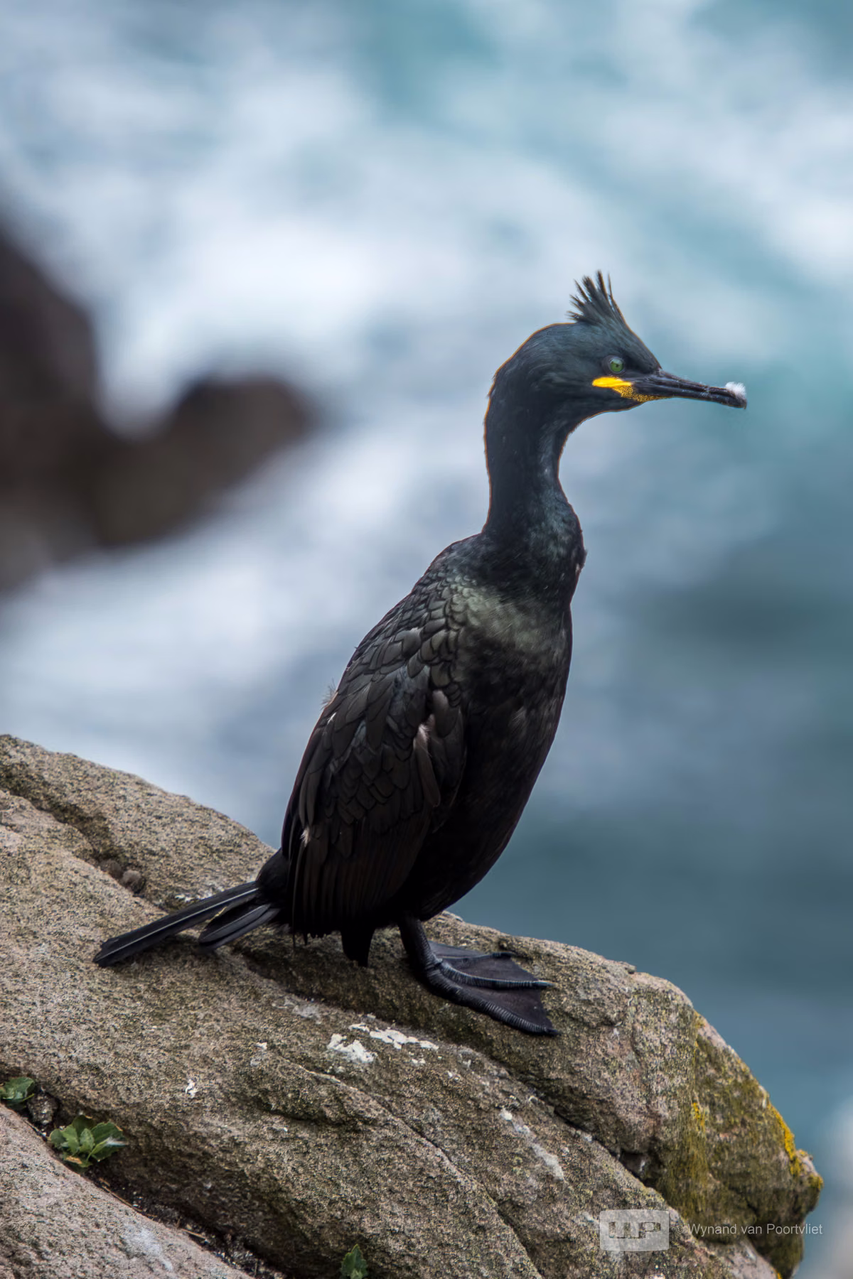 European Shag - Saltee Island - Ireland