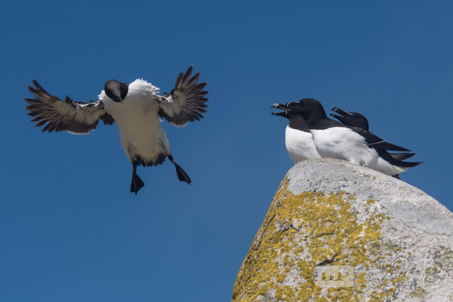 Common Guillemot with Razorbills Audience - Saltee Island - Ireland