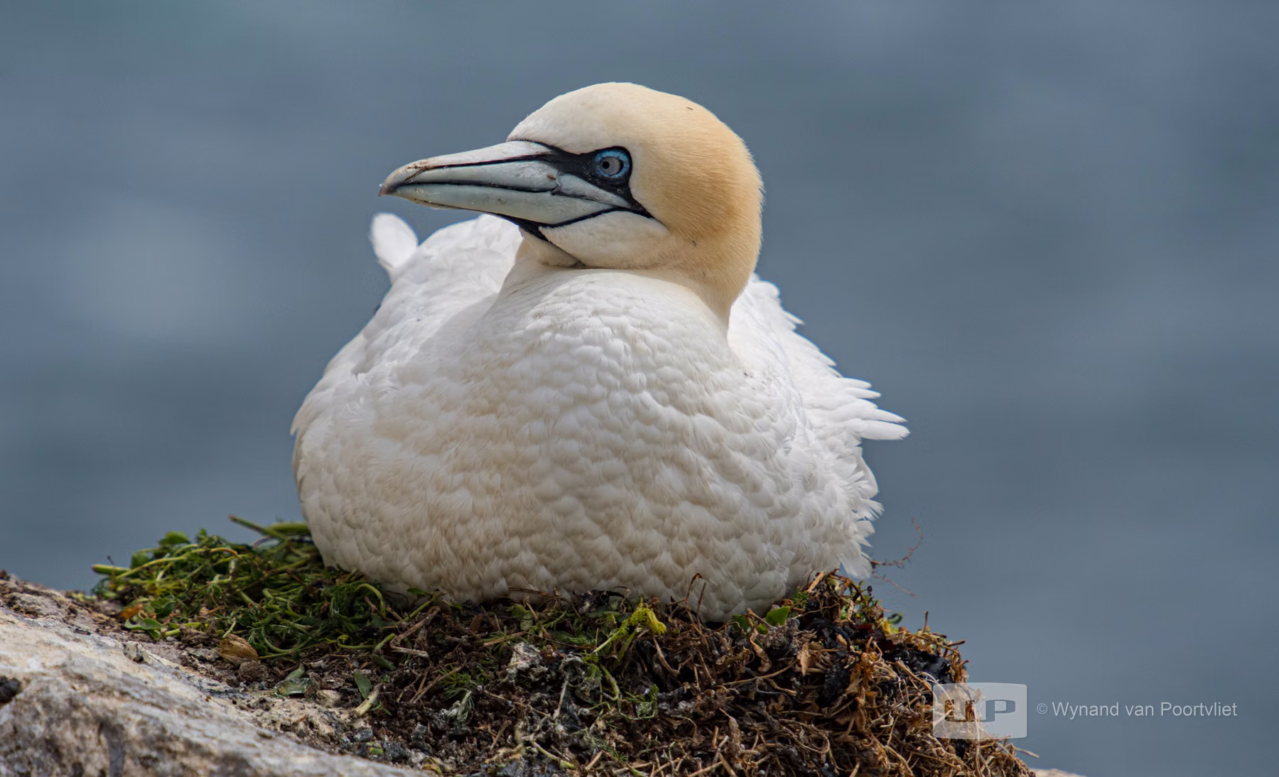 Gannets - Saltee Island - Ireland