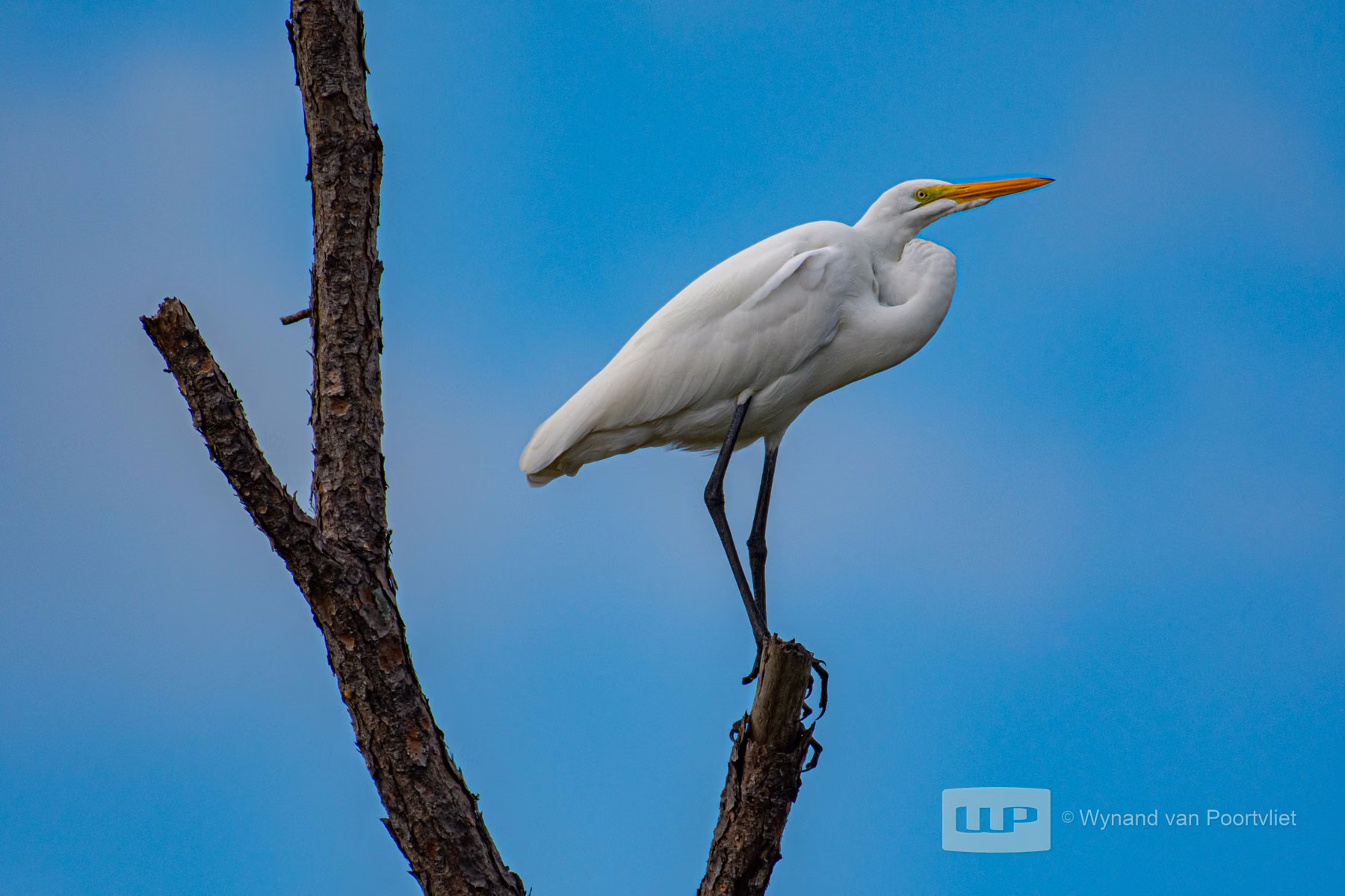 Egret - Honeymoon Island State park - Florida - USA