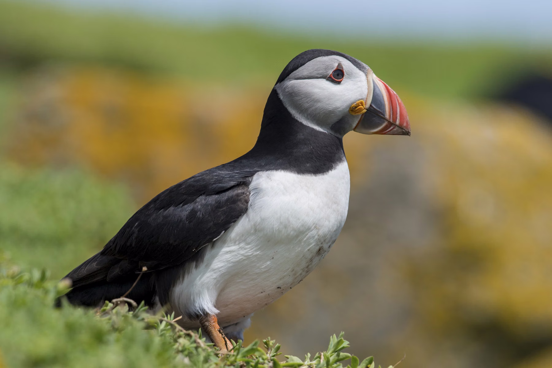 Saltee Island - Ireland