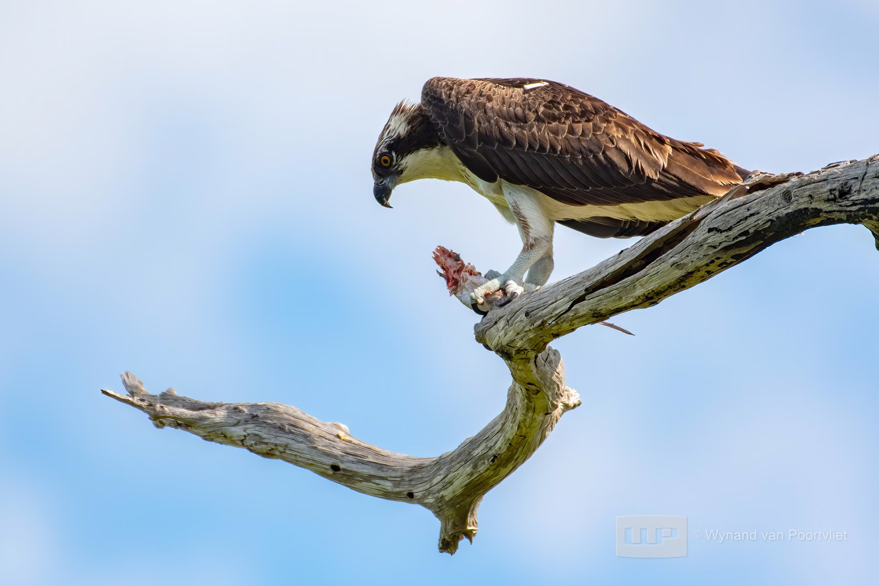Osprey - Honeymoon Island State park - Florida - USA