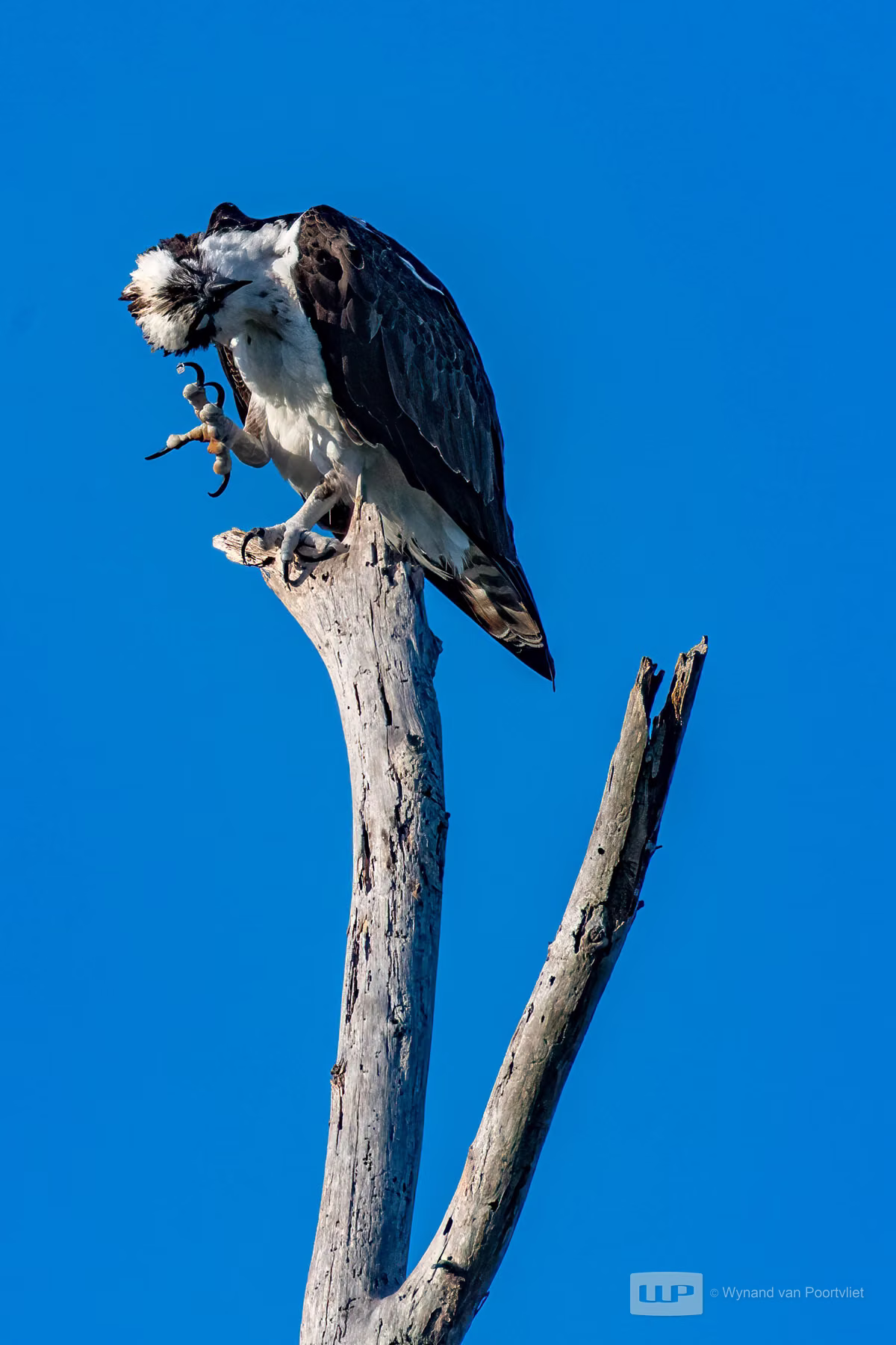 Osprey - Honeymoon Island State park - Florida - USA