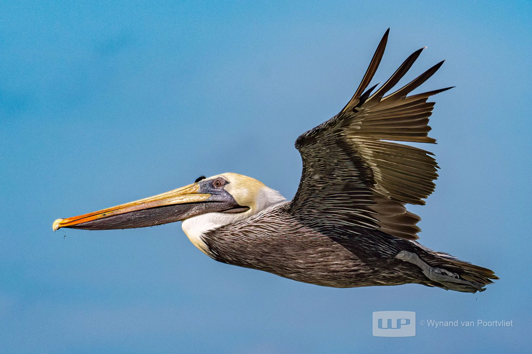 California Brown Pelican - Honeymoon Island State park - Florida - USA