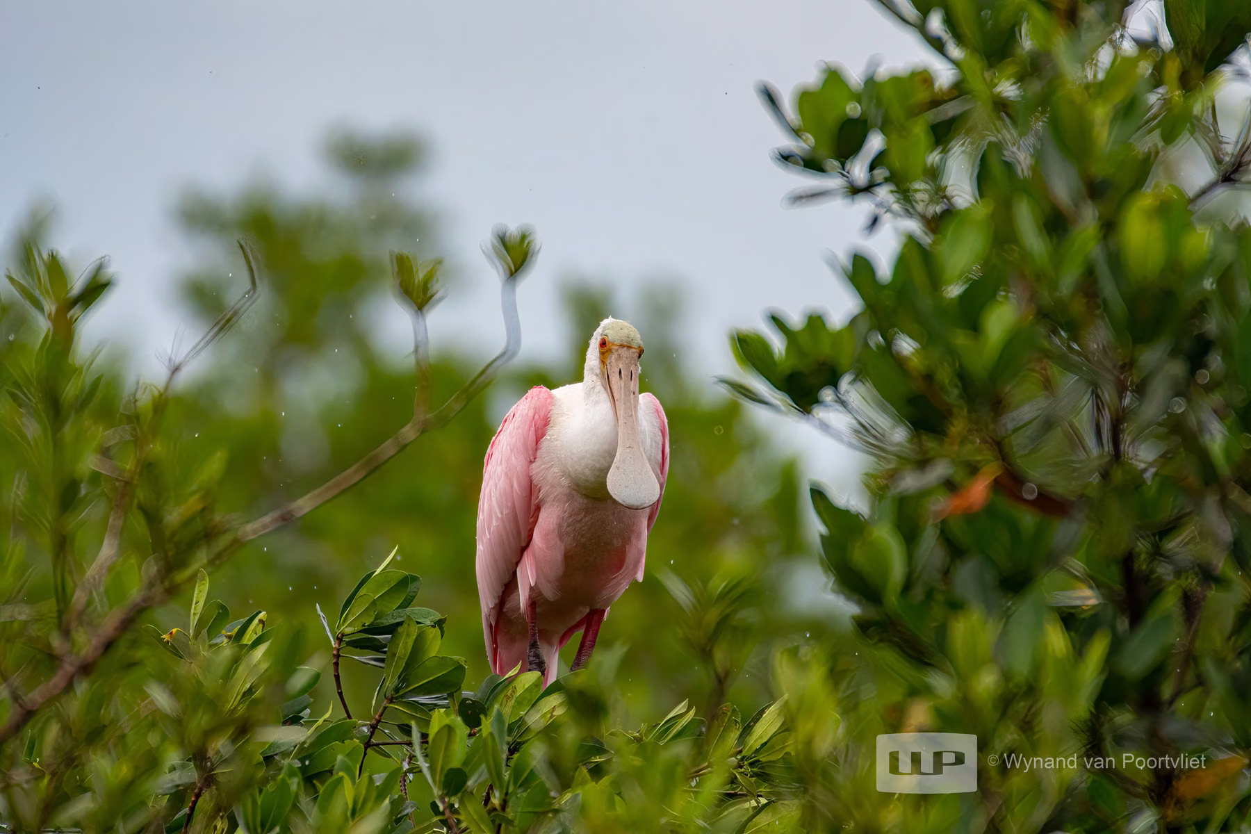 Roseate Spoonbill - Safety Harbour - Florida - USA