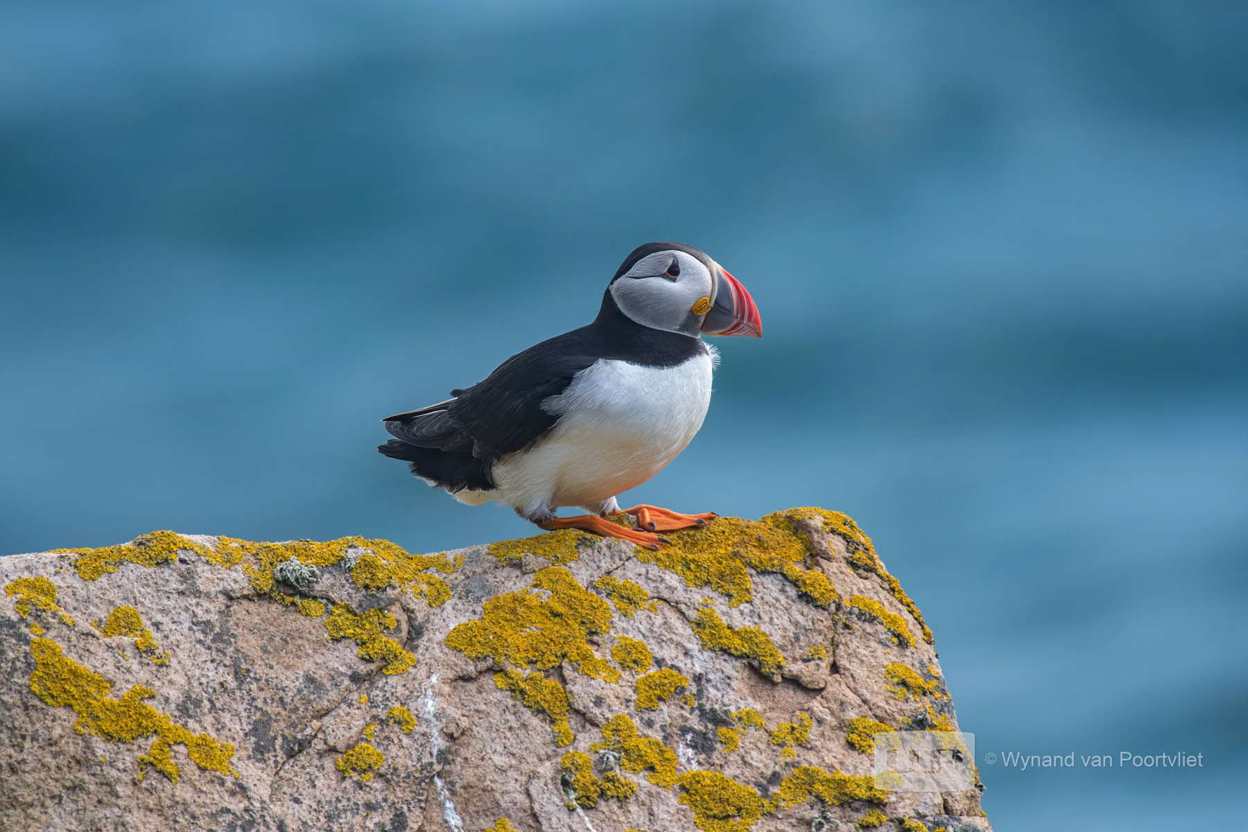 Puffin - Saltee Island - Ireland