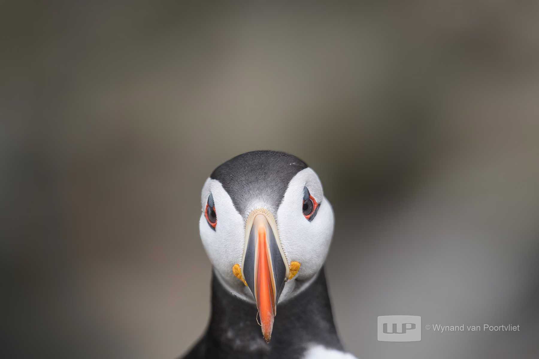 Puffin - Saltee Island - Ireland