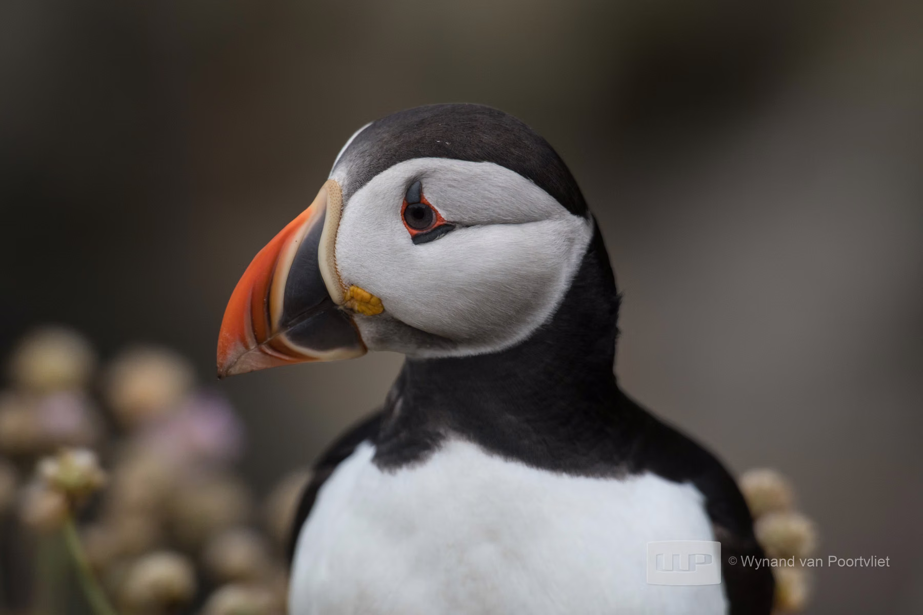Puffin - Saltee Island - Ireland