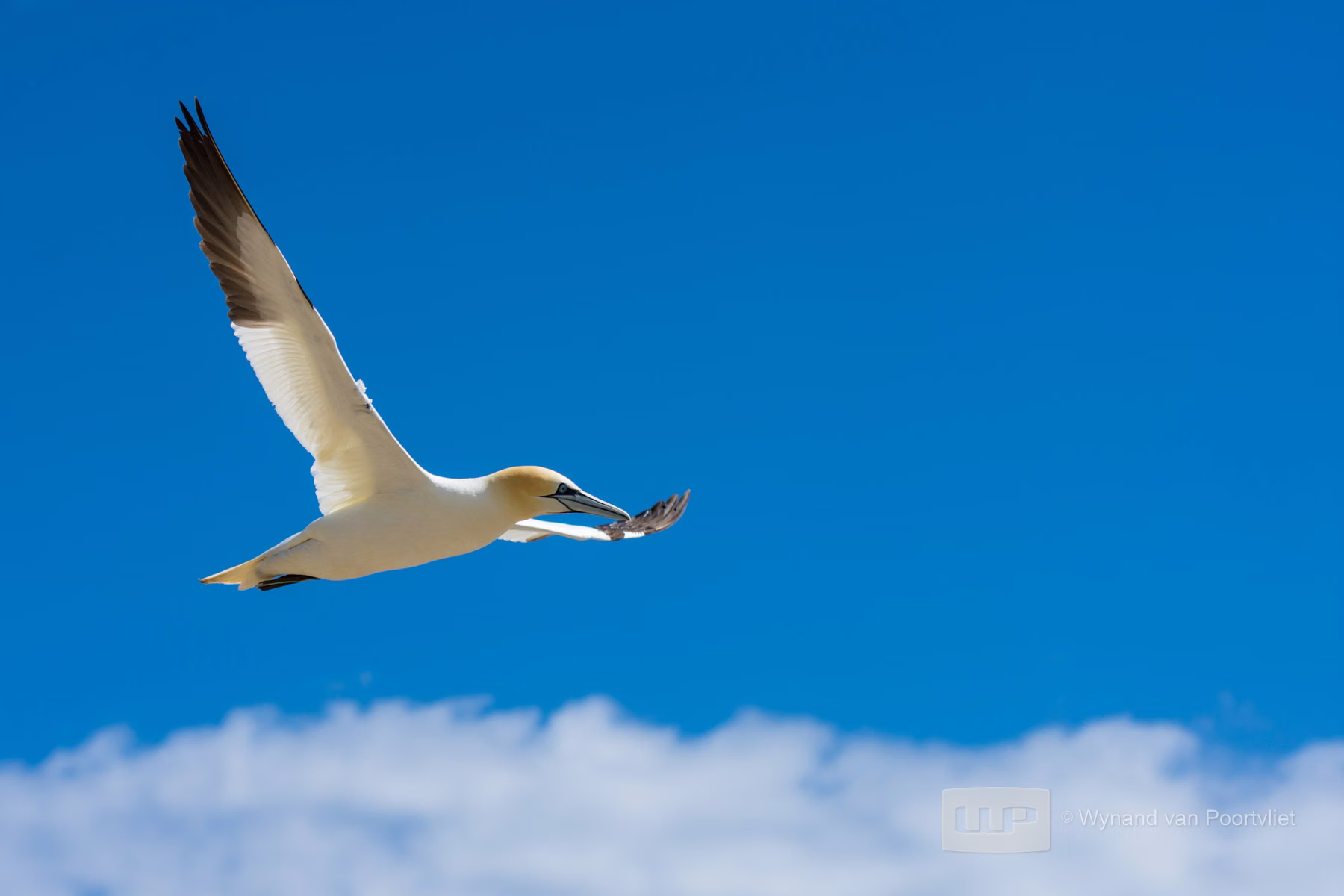 Gannet - Saltee Island - Ireland