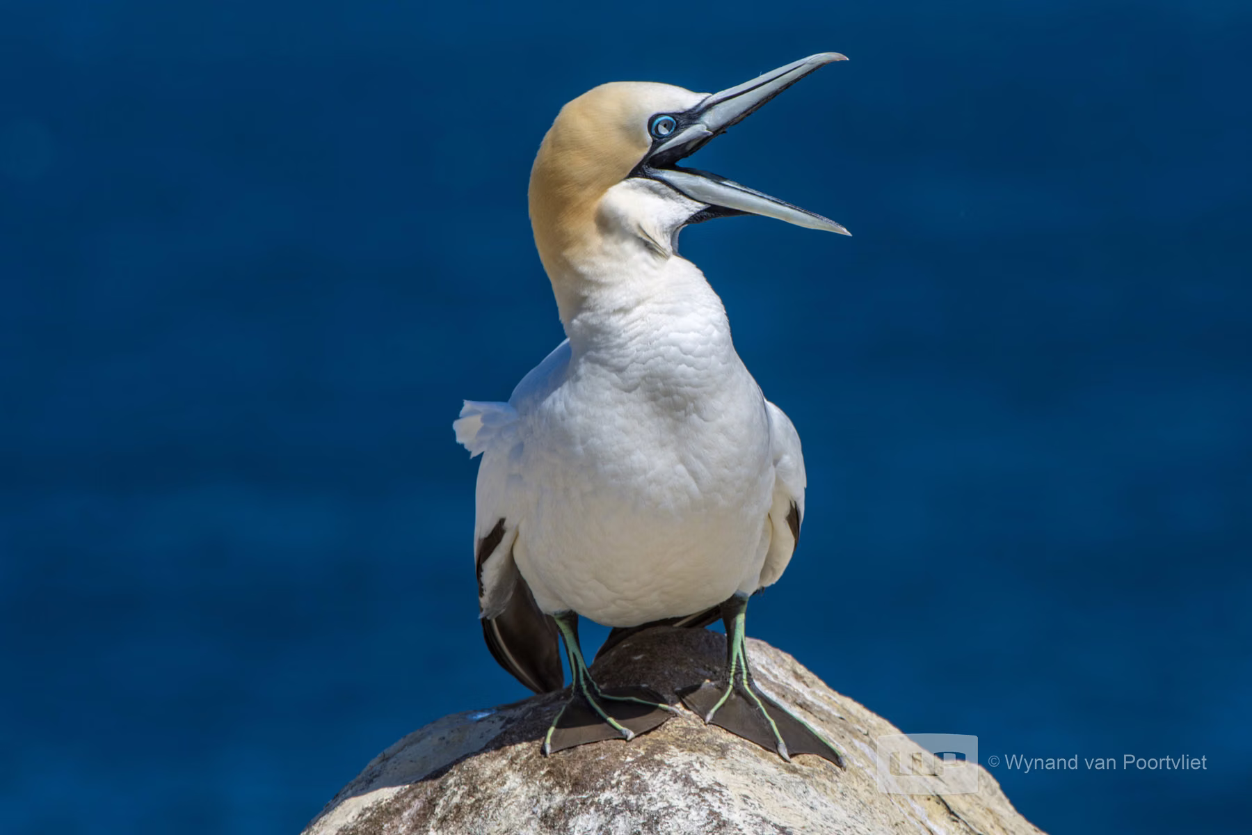 Gannet - Saltee Island - Ireland