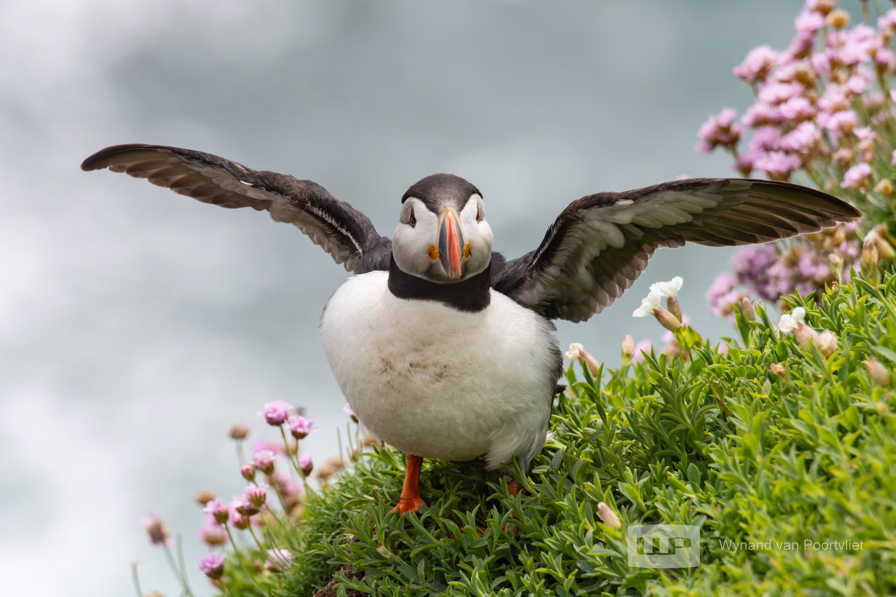 Puffin - Saltee Island - Ireland