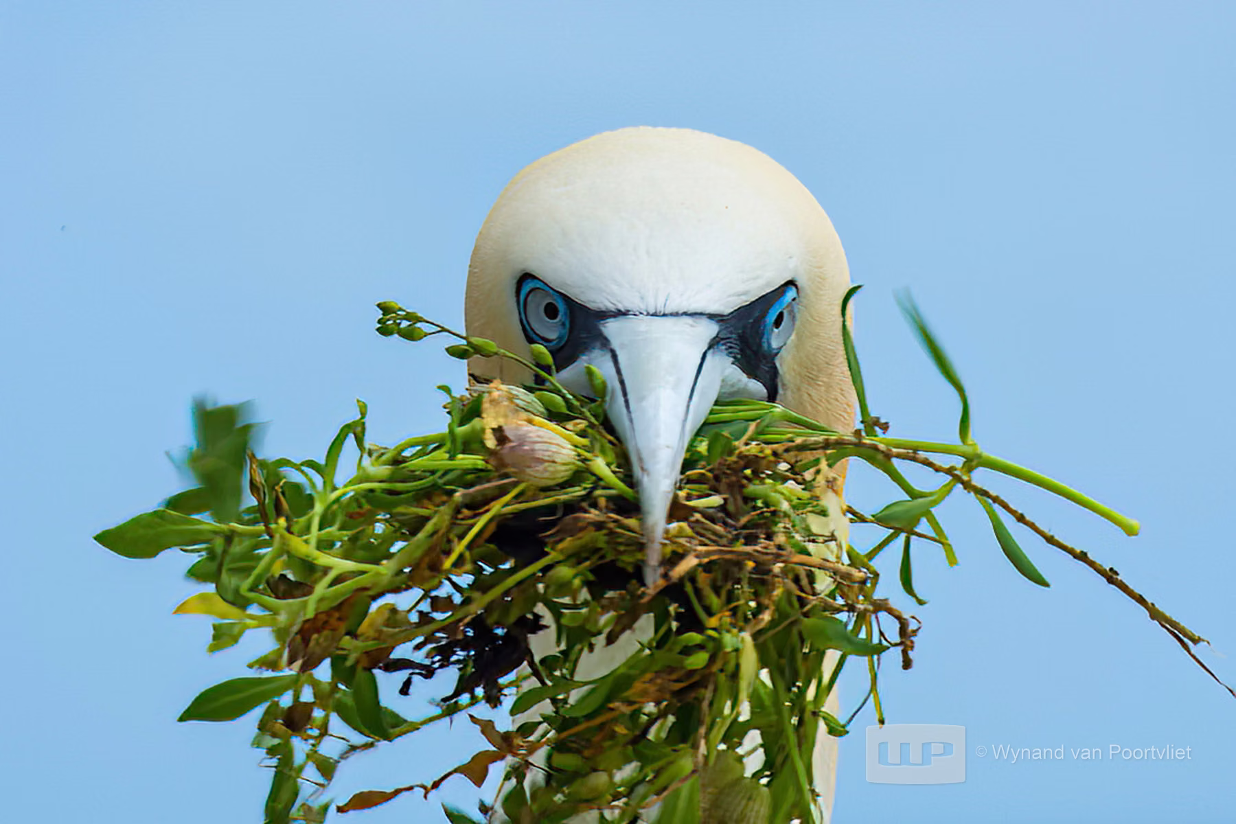 Gannet - Taken at Saltee Island Ireland