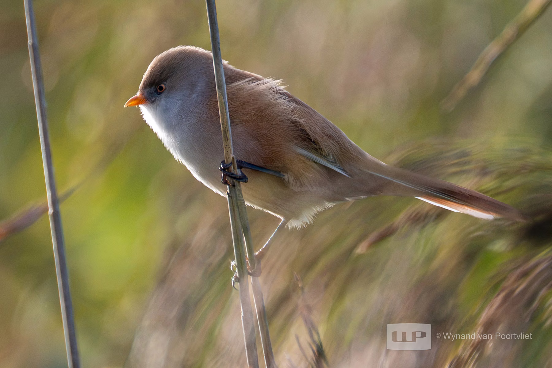 Bearded Tit - Biesbosch - The Netherlands