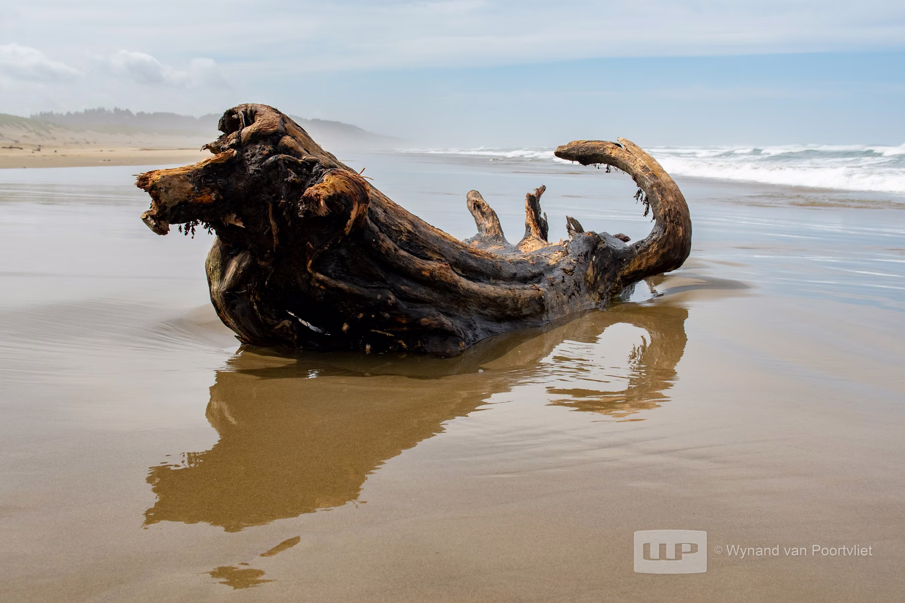 Driftwood - Newport - Oregon - USA