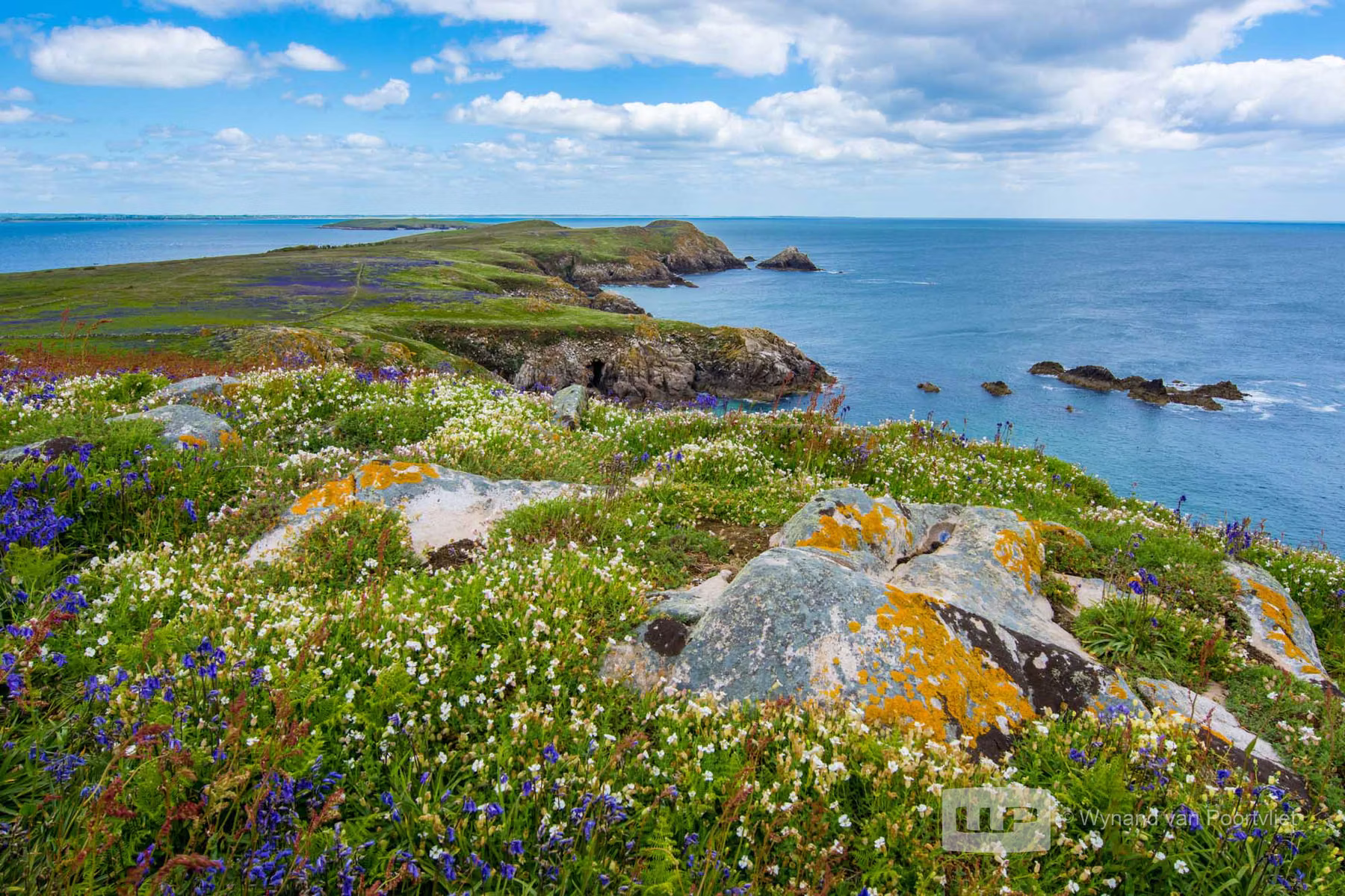 Saltee Island - Ireland