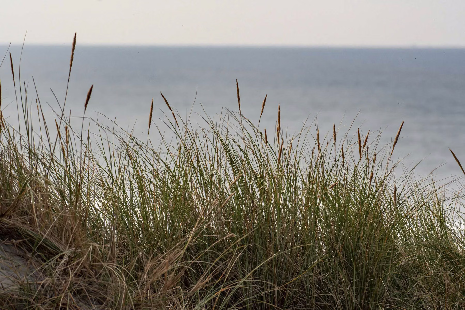 Vlieland - The Netherlands (2020)