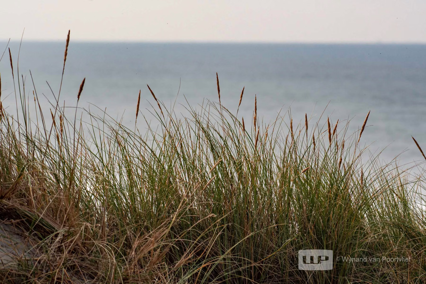 Vlieland - The Netherlands