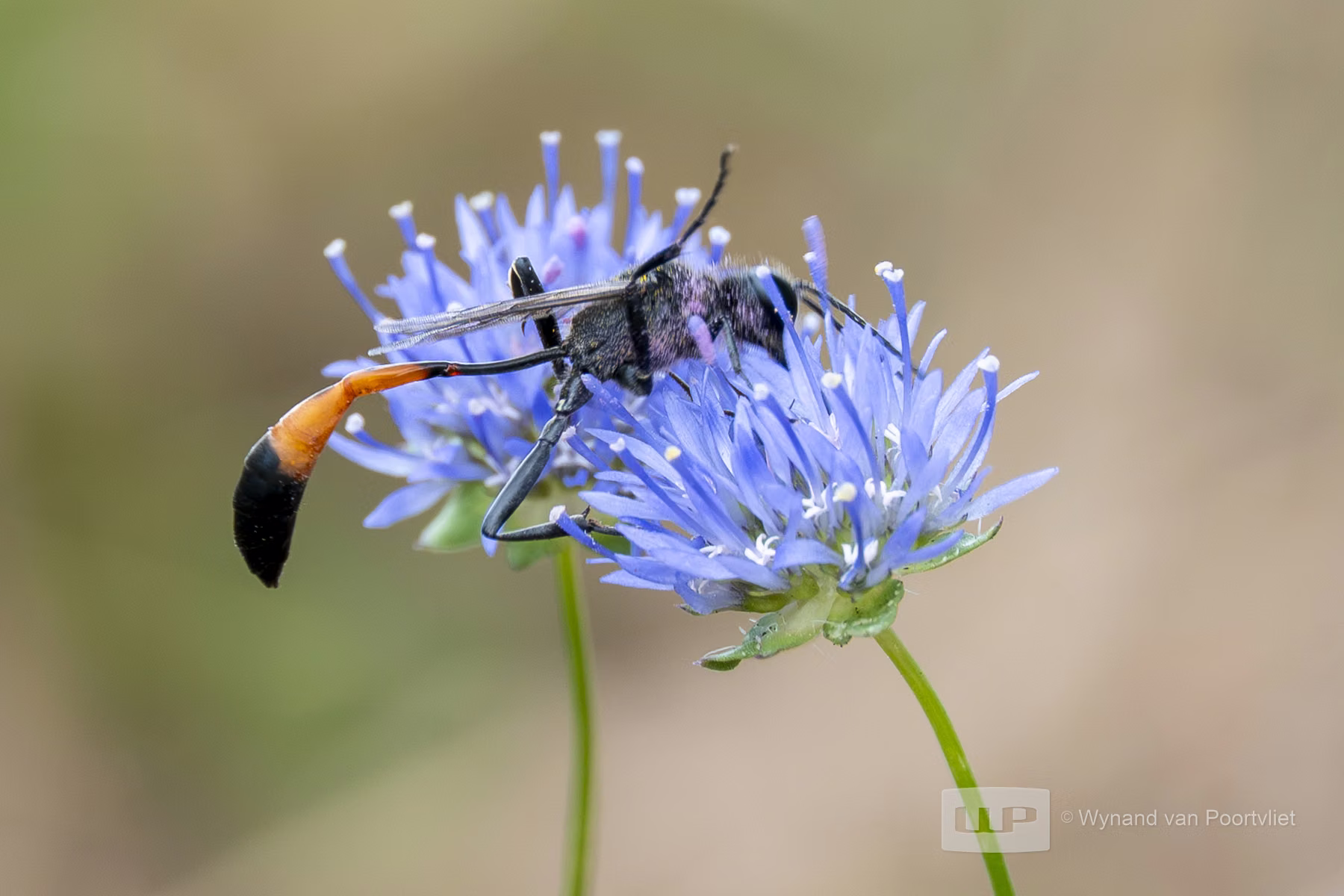 Zandblauwtje (Sheep's-bit)  & Grote rupsendoder (Red-banded sand wasp) - Ouddorp - The Netherlands