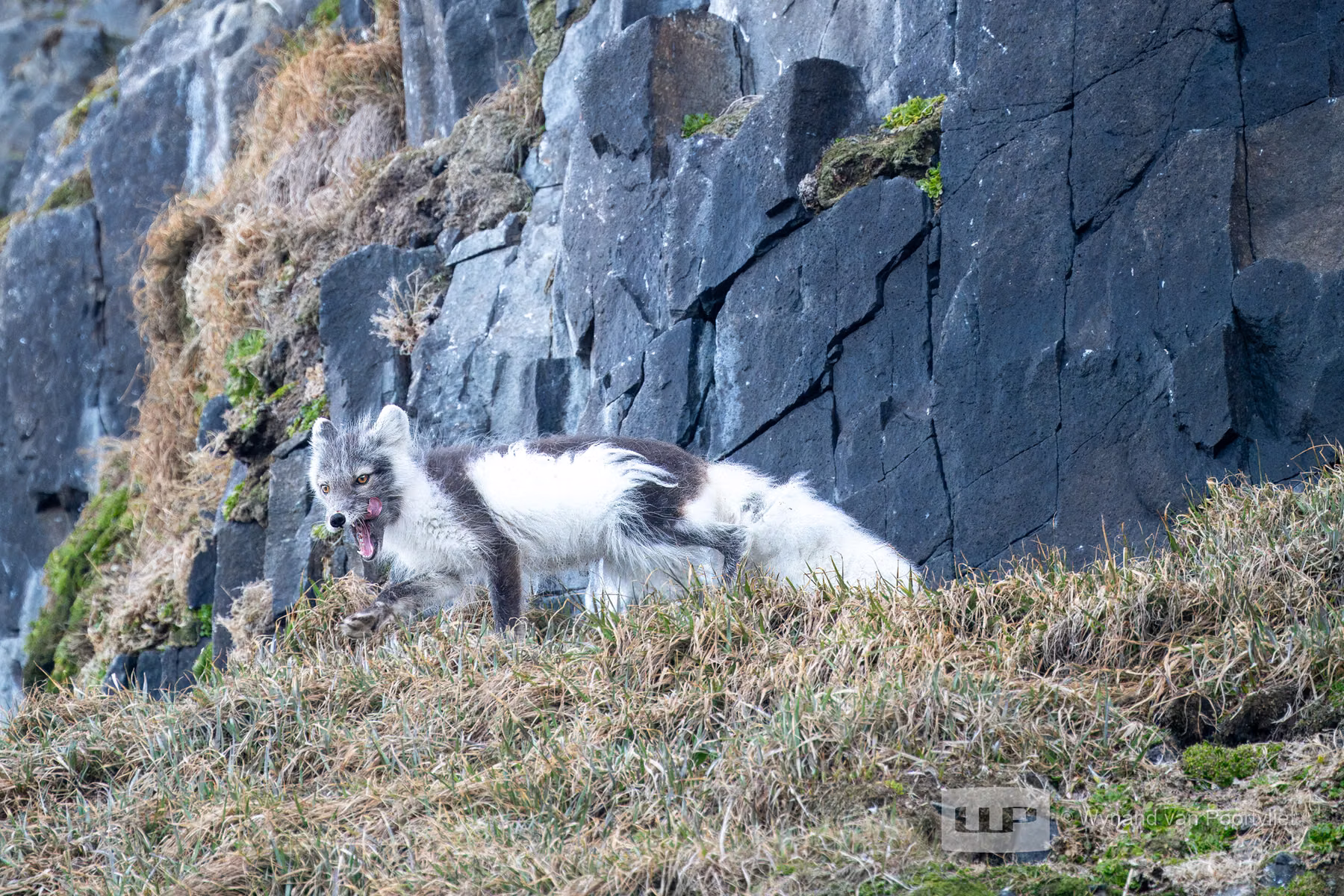 Arctic Fox - Alkefjellet, Spitsbergen, Svalbard