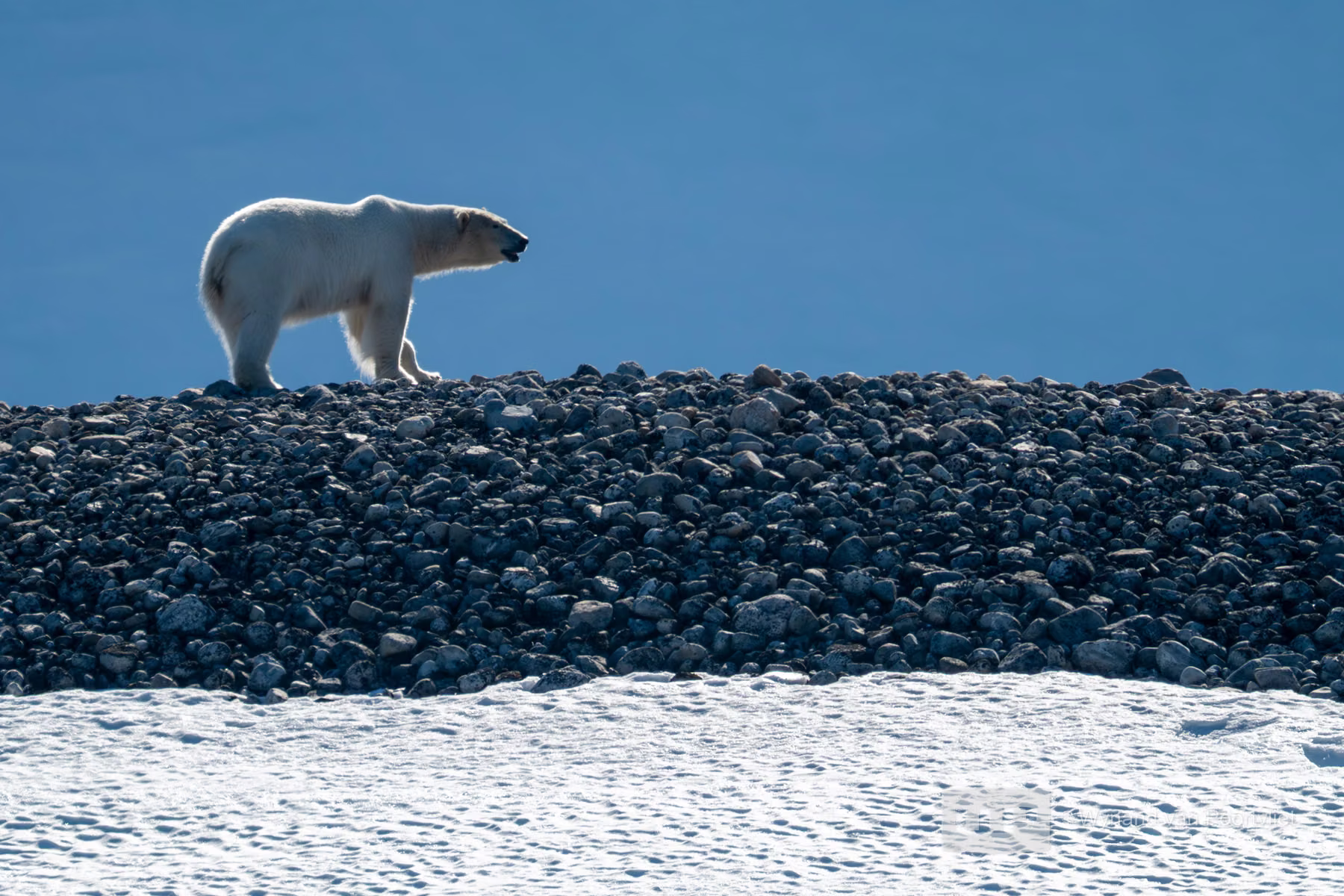 Polar Bear - Martensøya, Spitsbergen, Svalbard